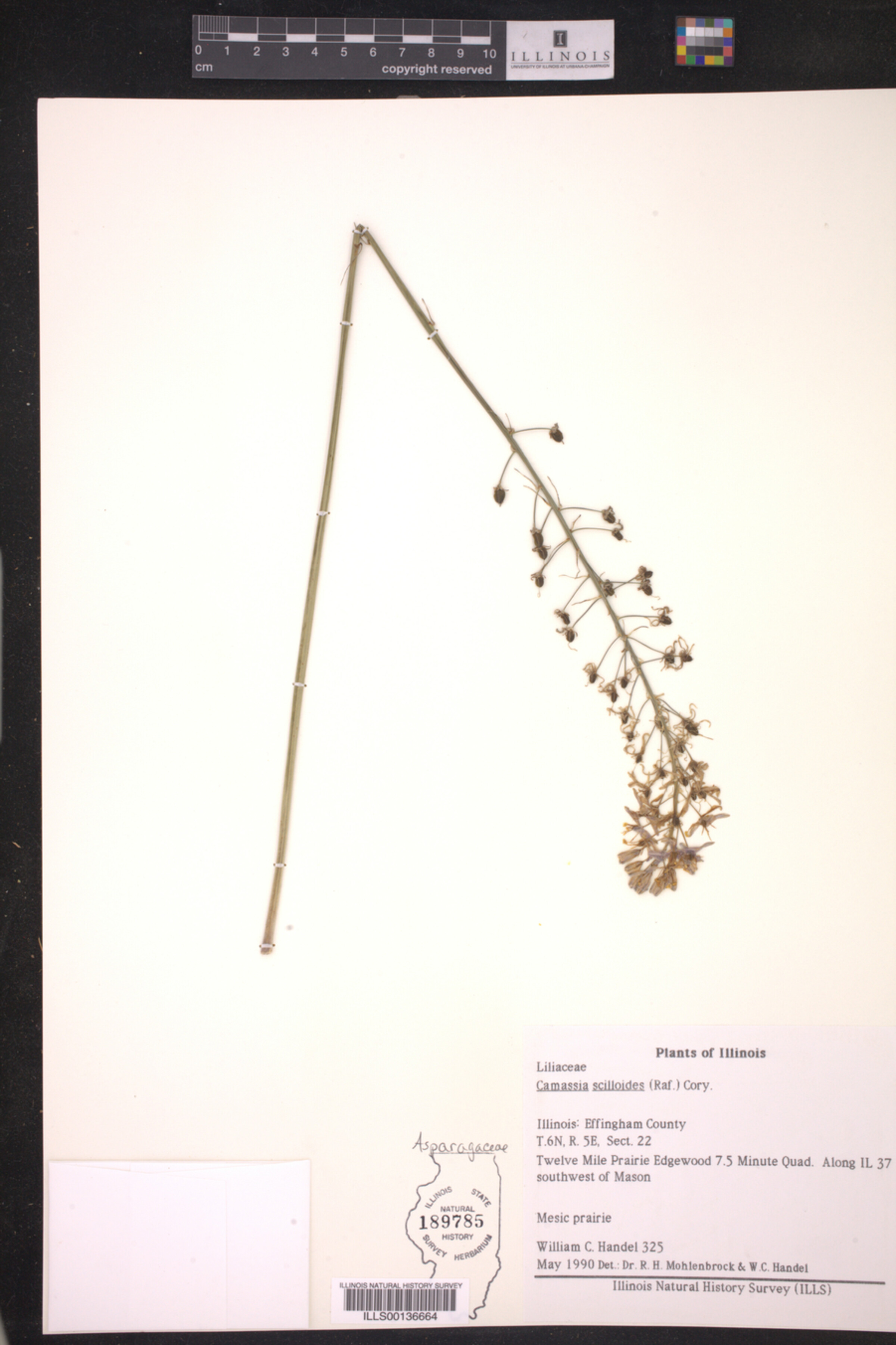 Camassia scilloides image