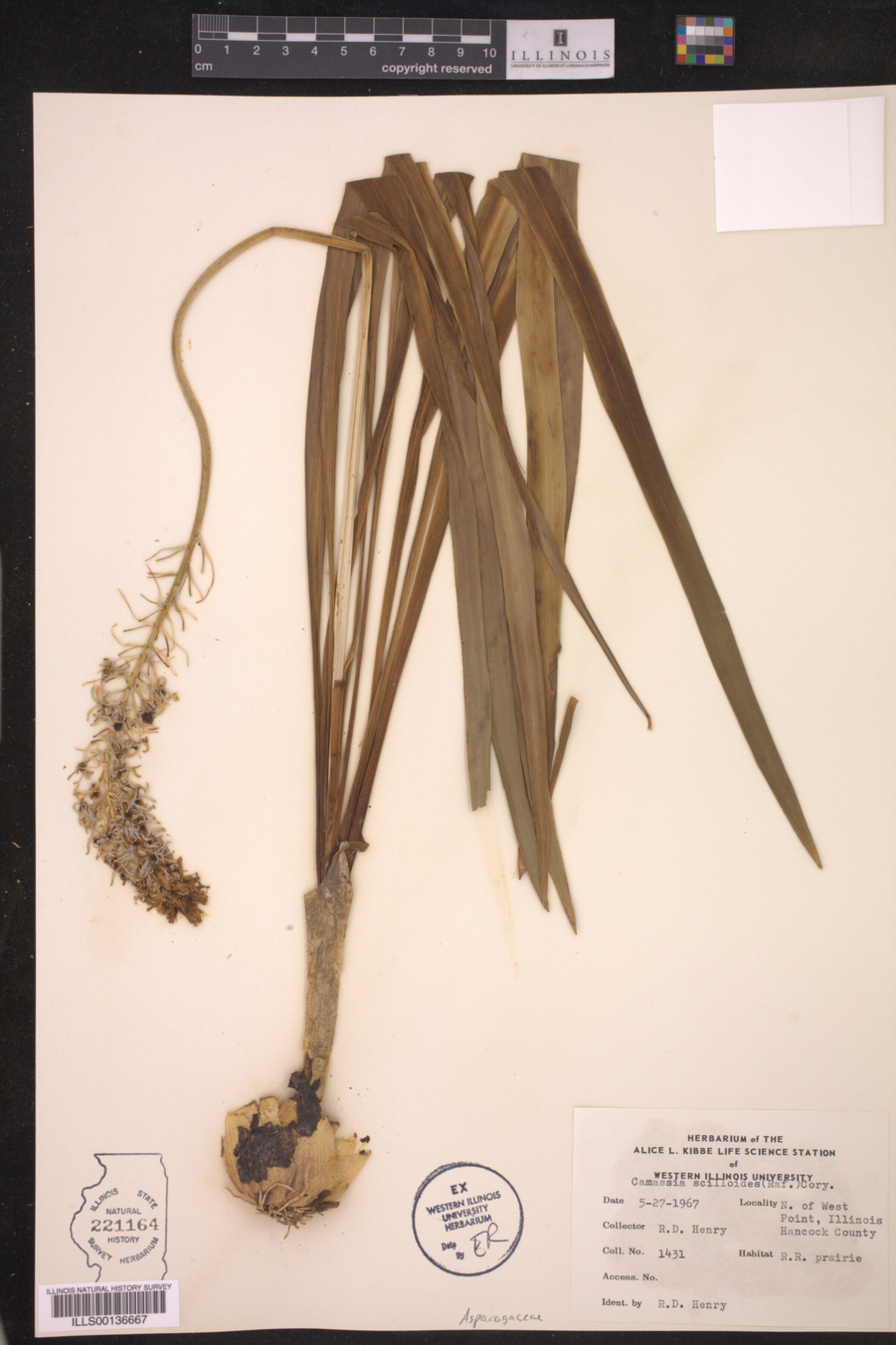 Camassia scilloides image