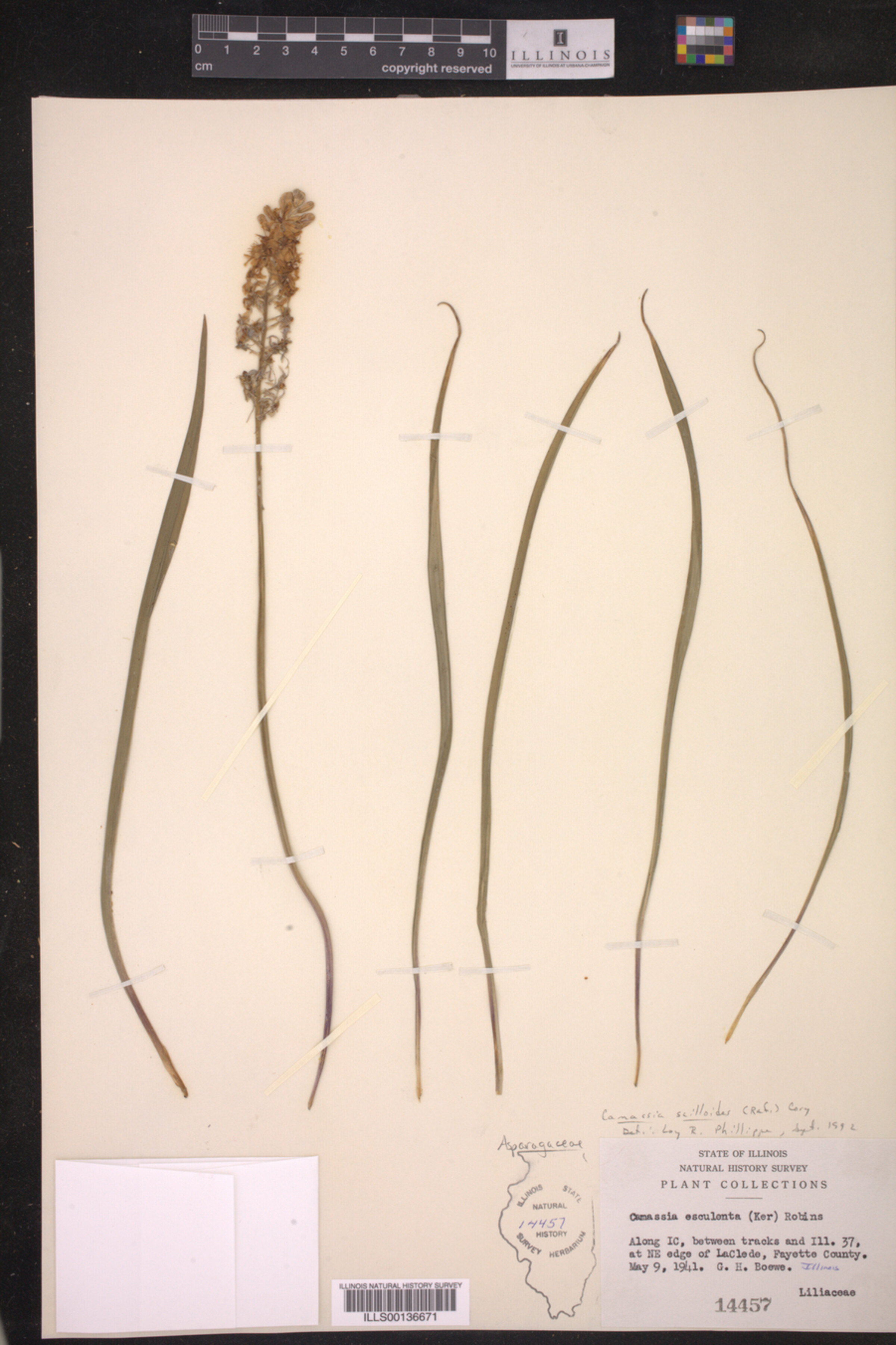 Camassia image