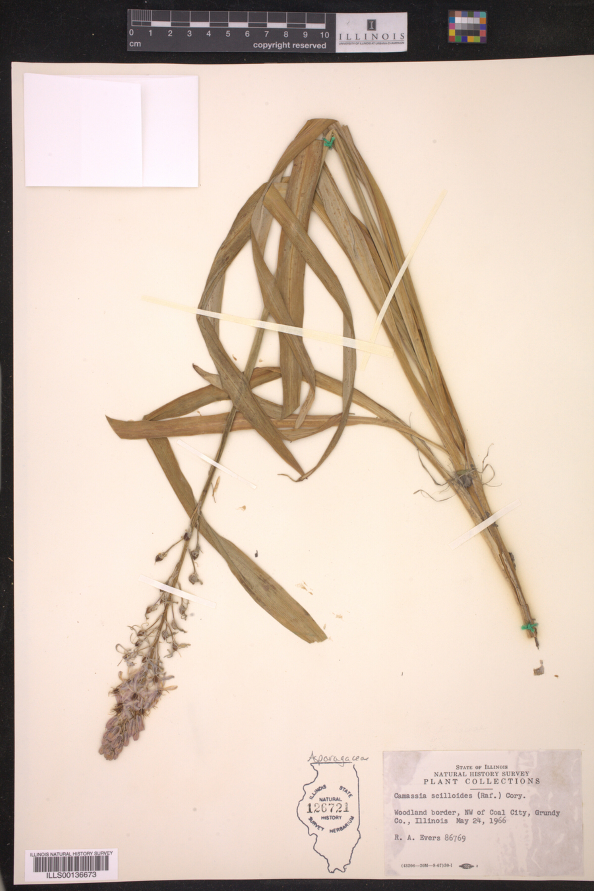 Asparagaceae image