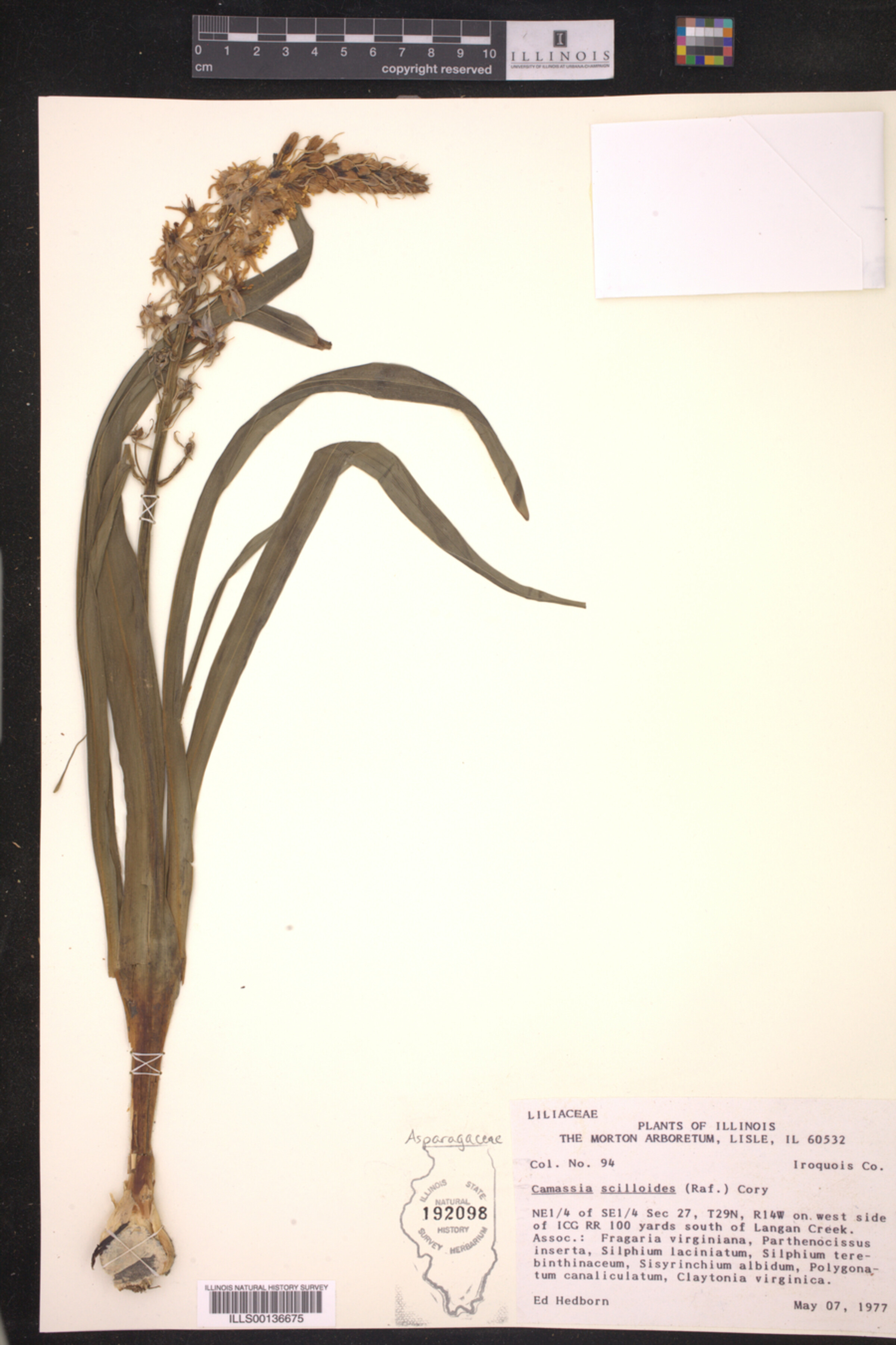 Asparagaceae image