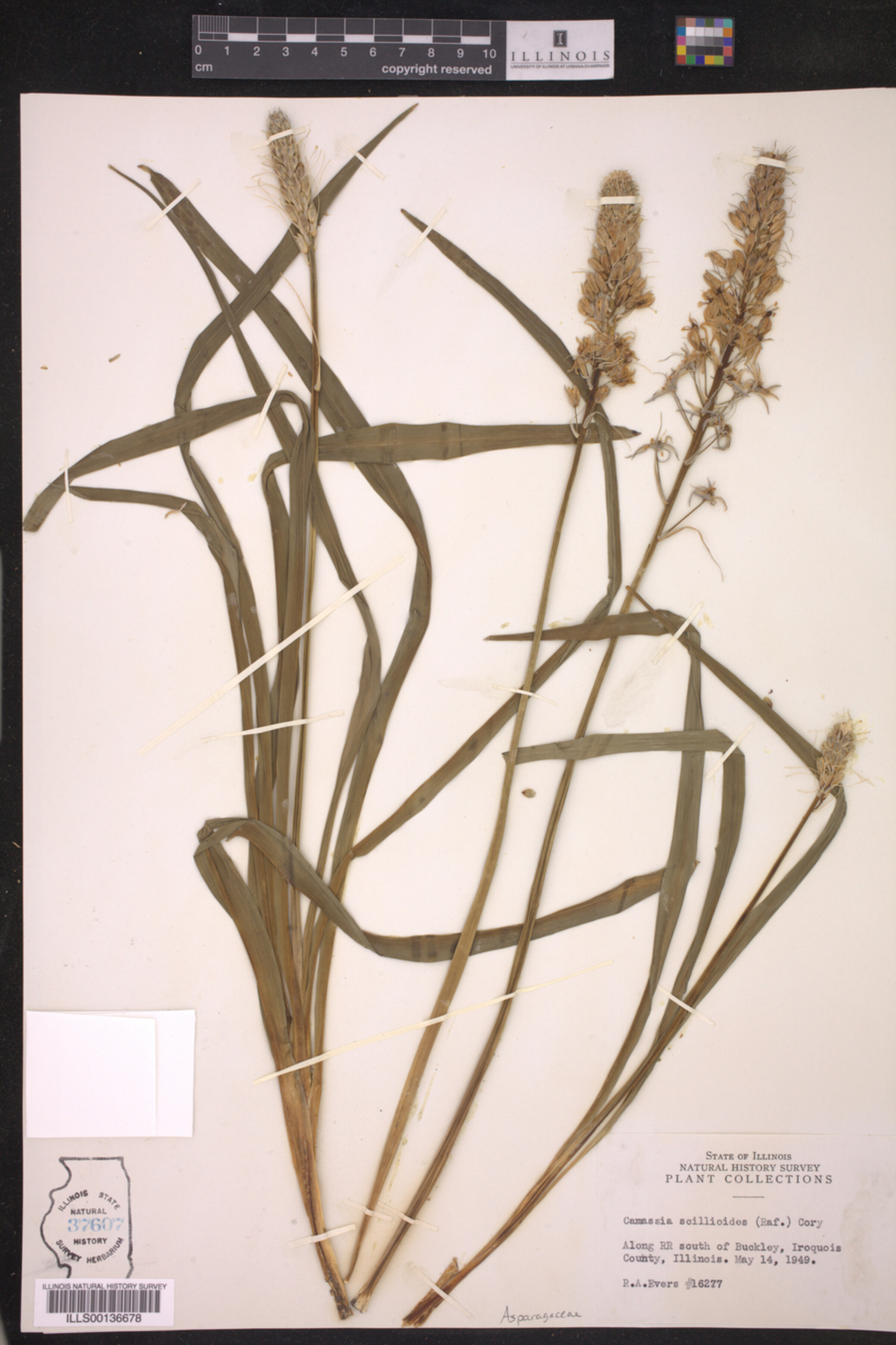 Asparagaceae image