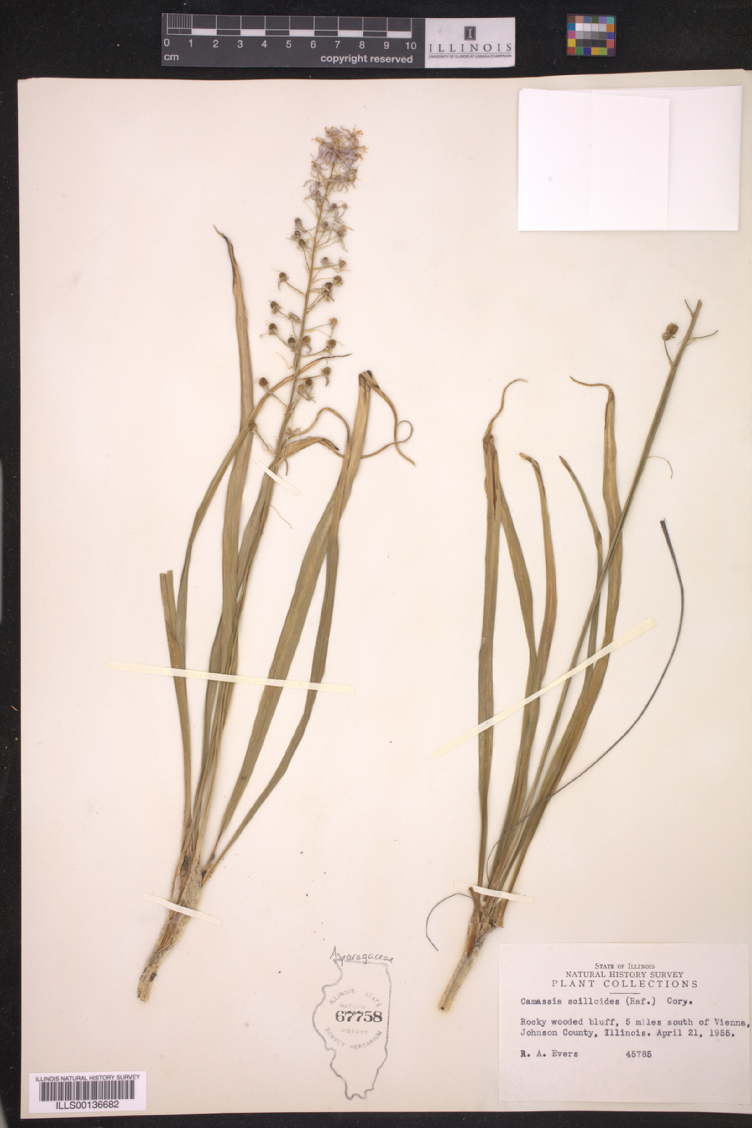 Camassia scilloides image