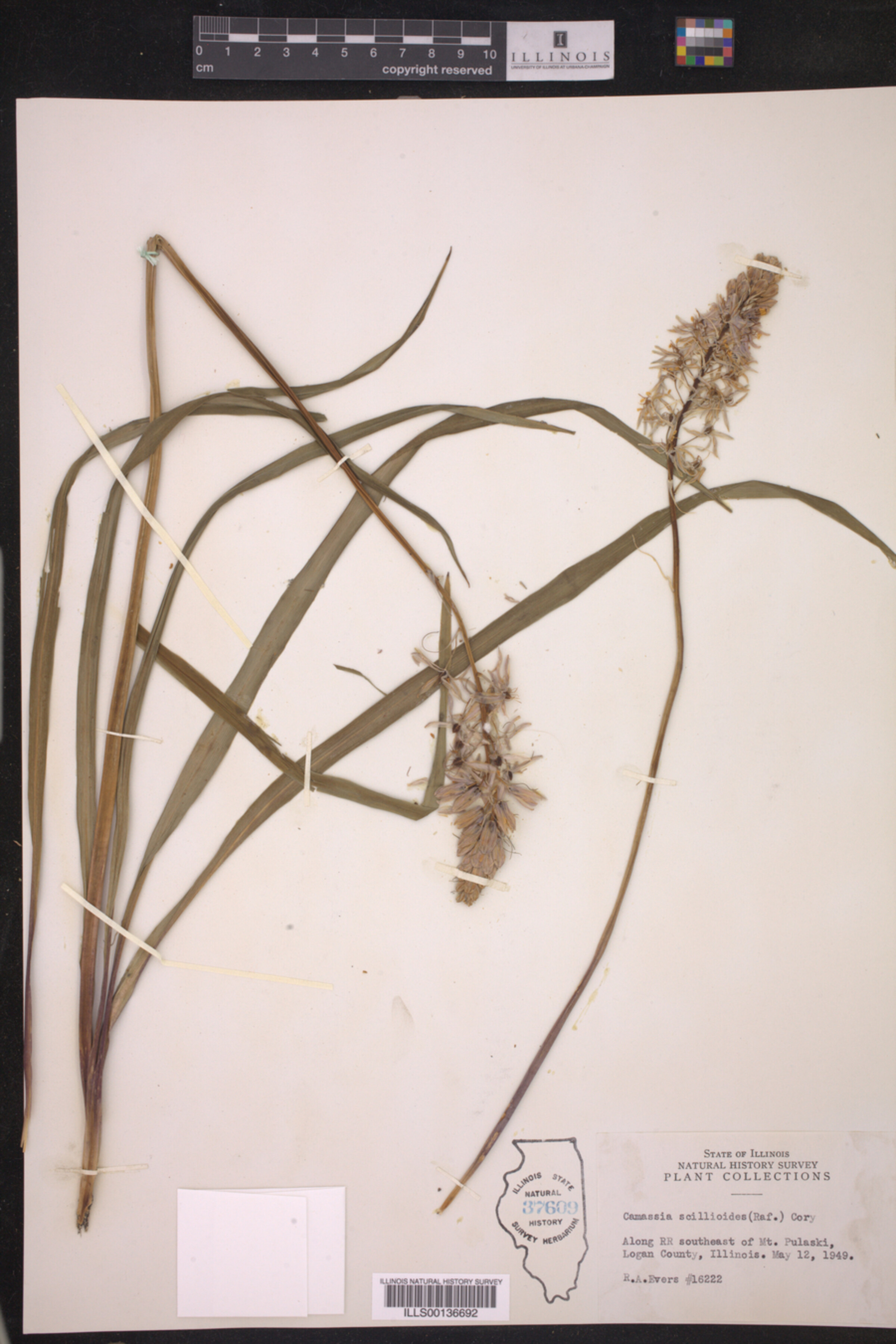 Camassia scilloides image