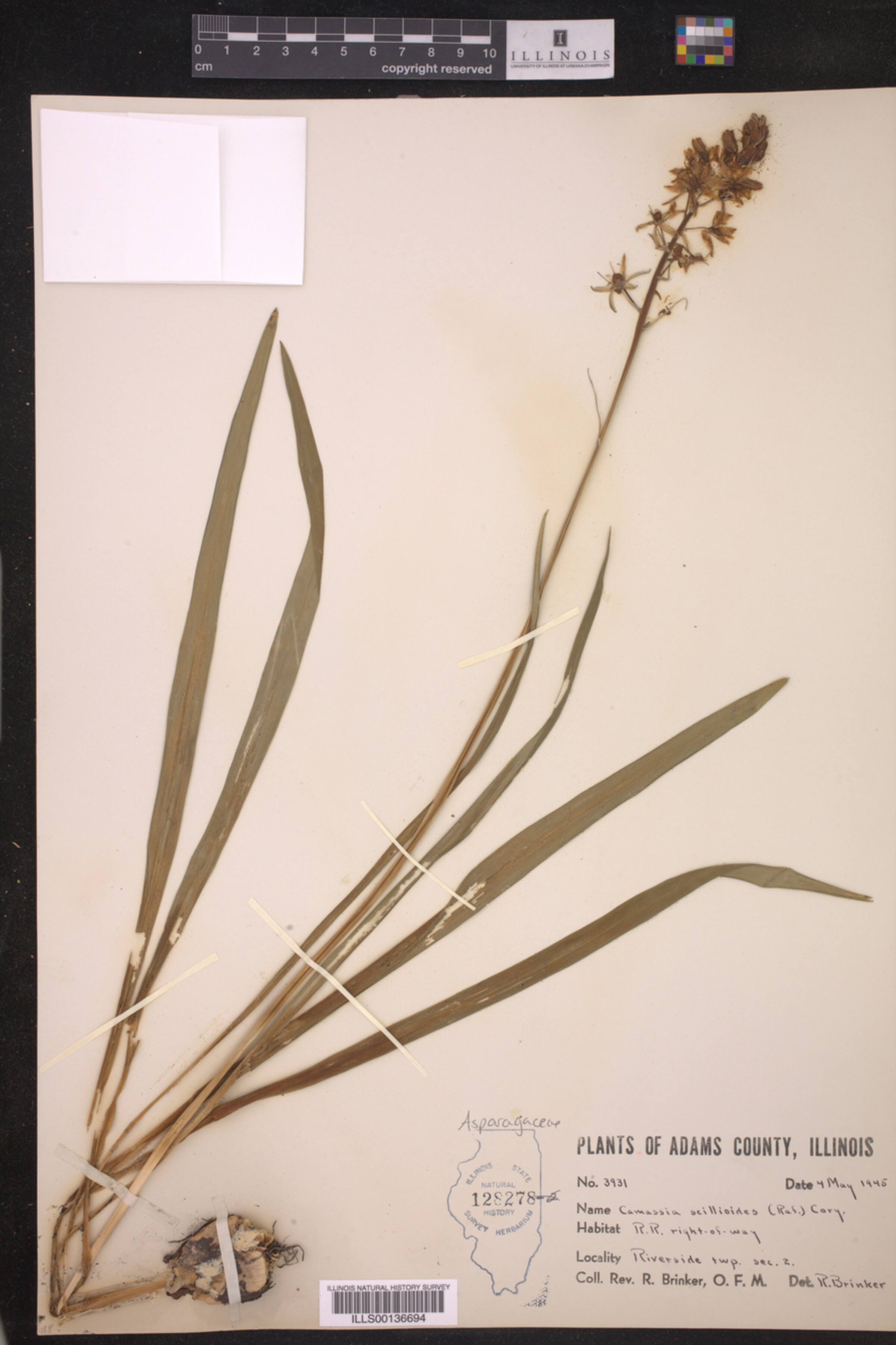 Camassia scilloides image