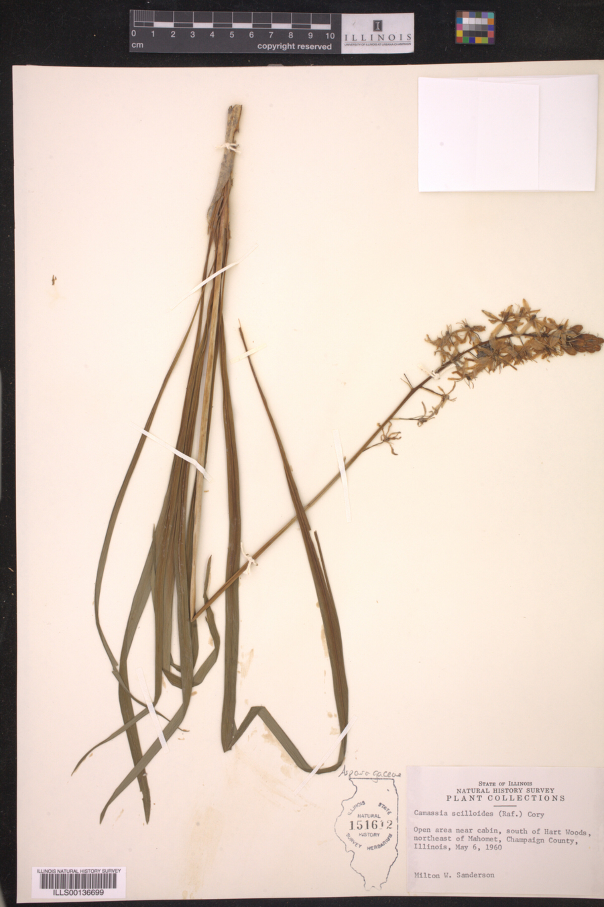 Asparagaceae image