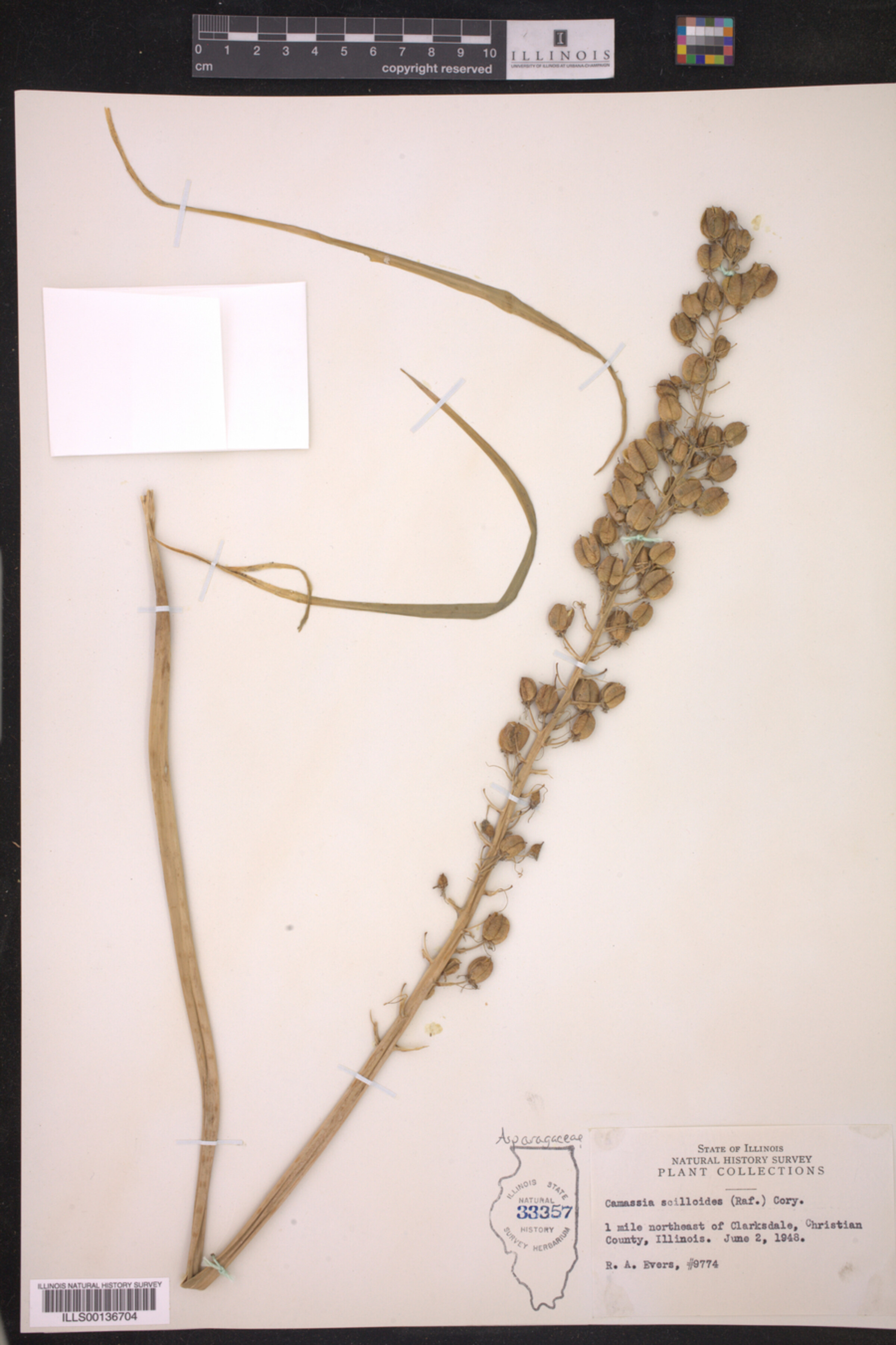 Camassia scilloides image