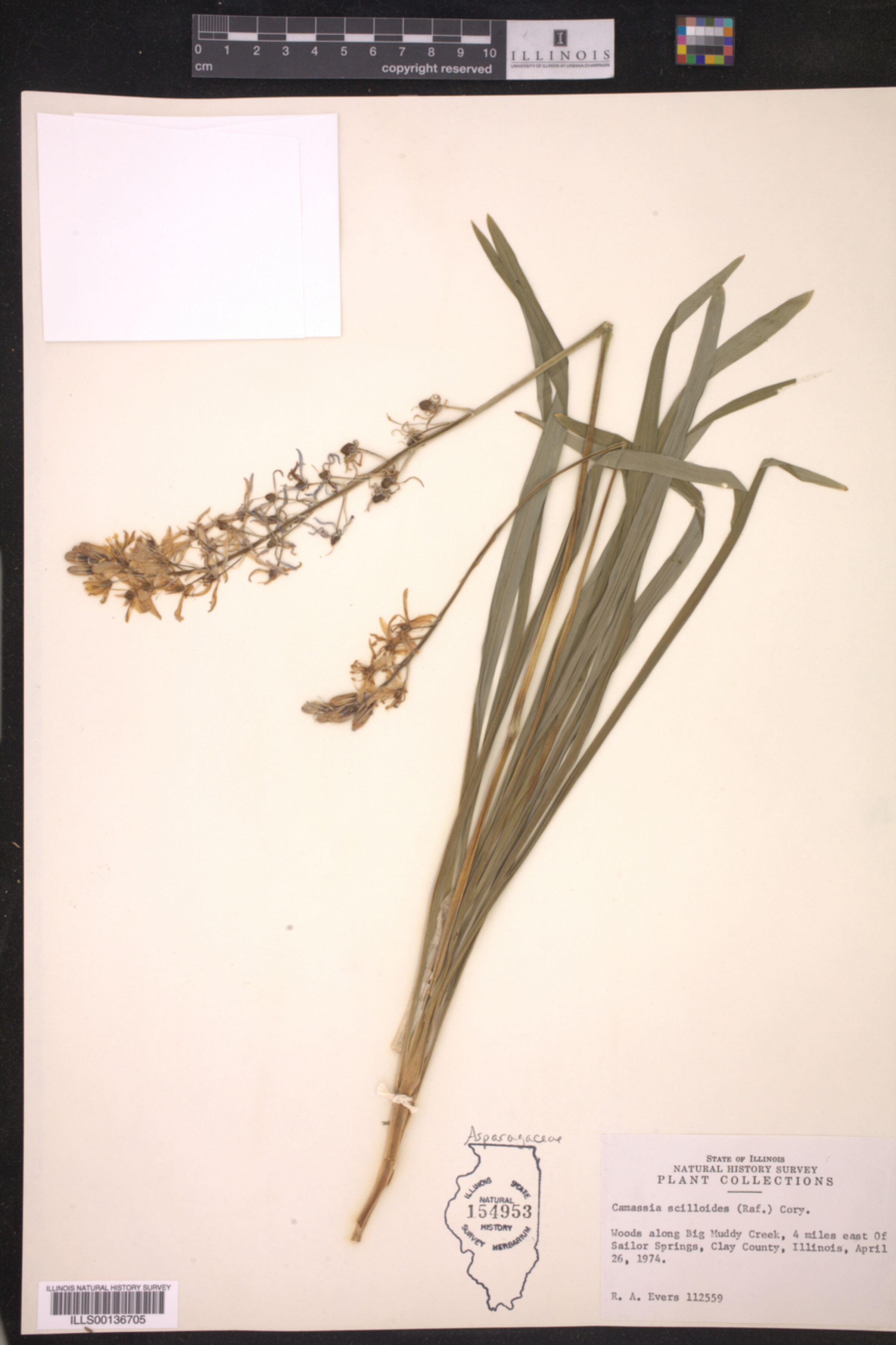 Camassia scilloides image