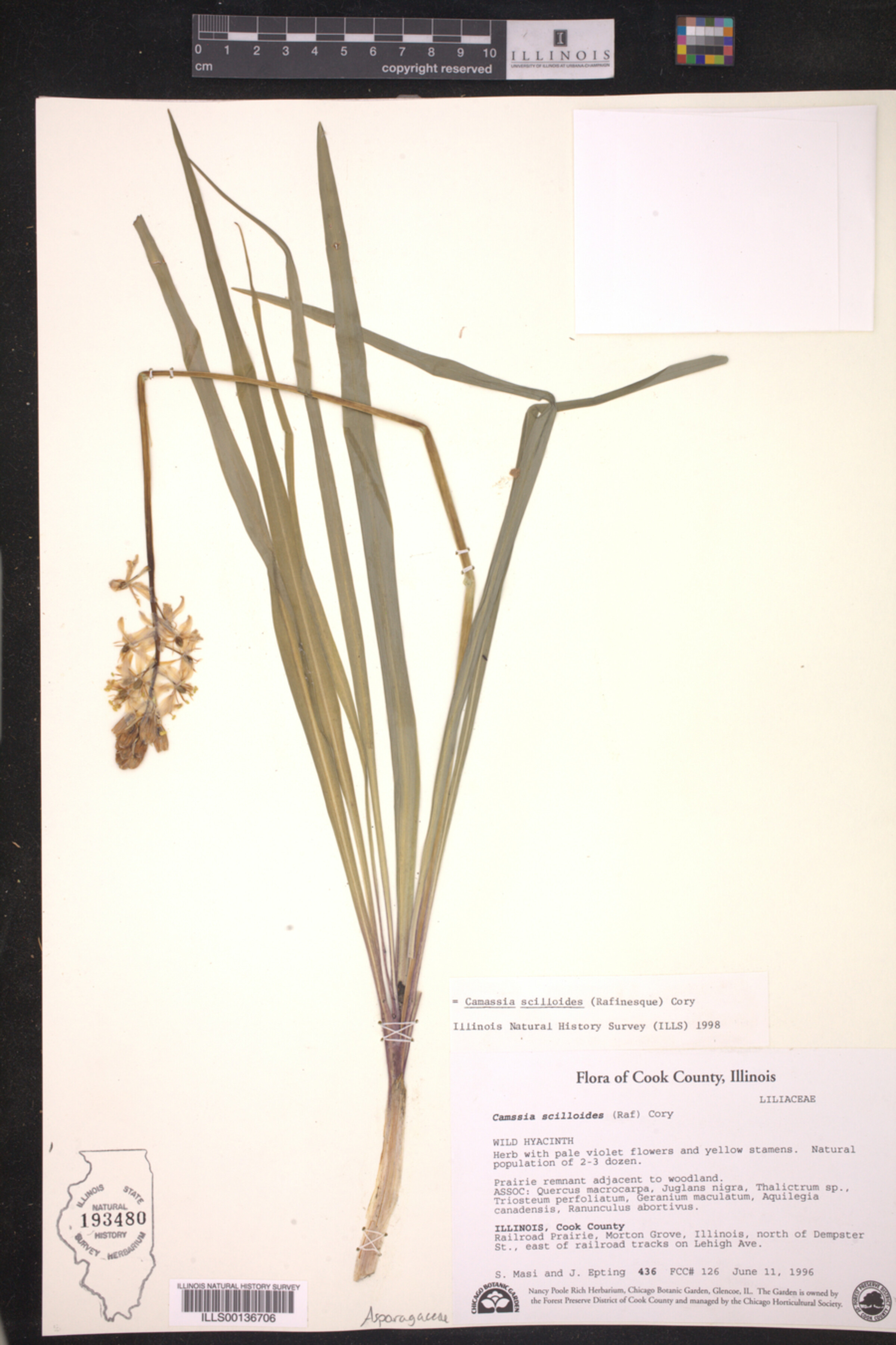 Asparagaceae image