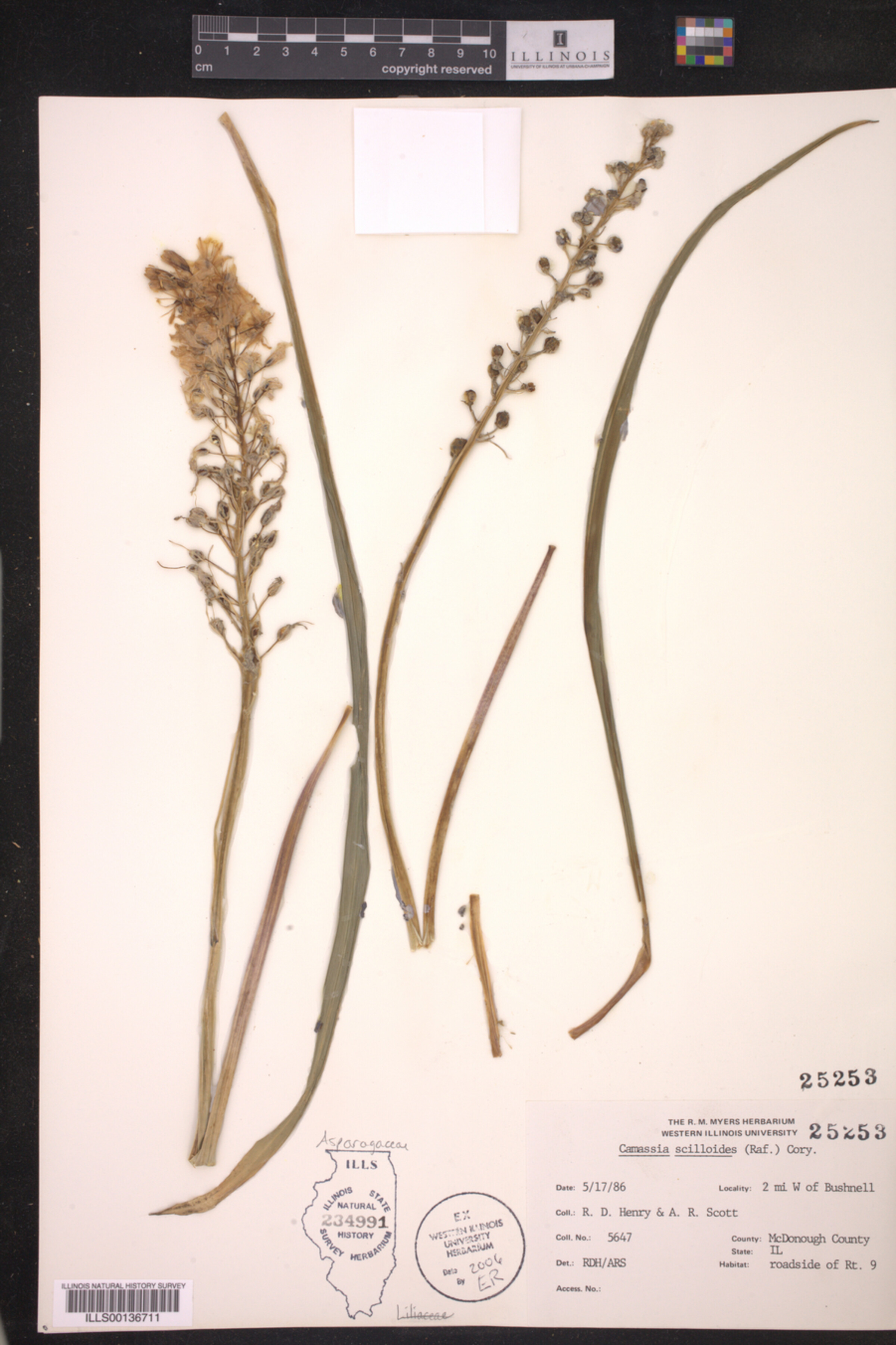 Camassia scilloides image