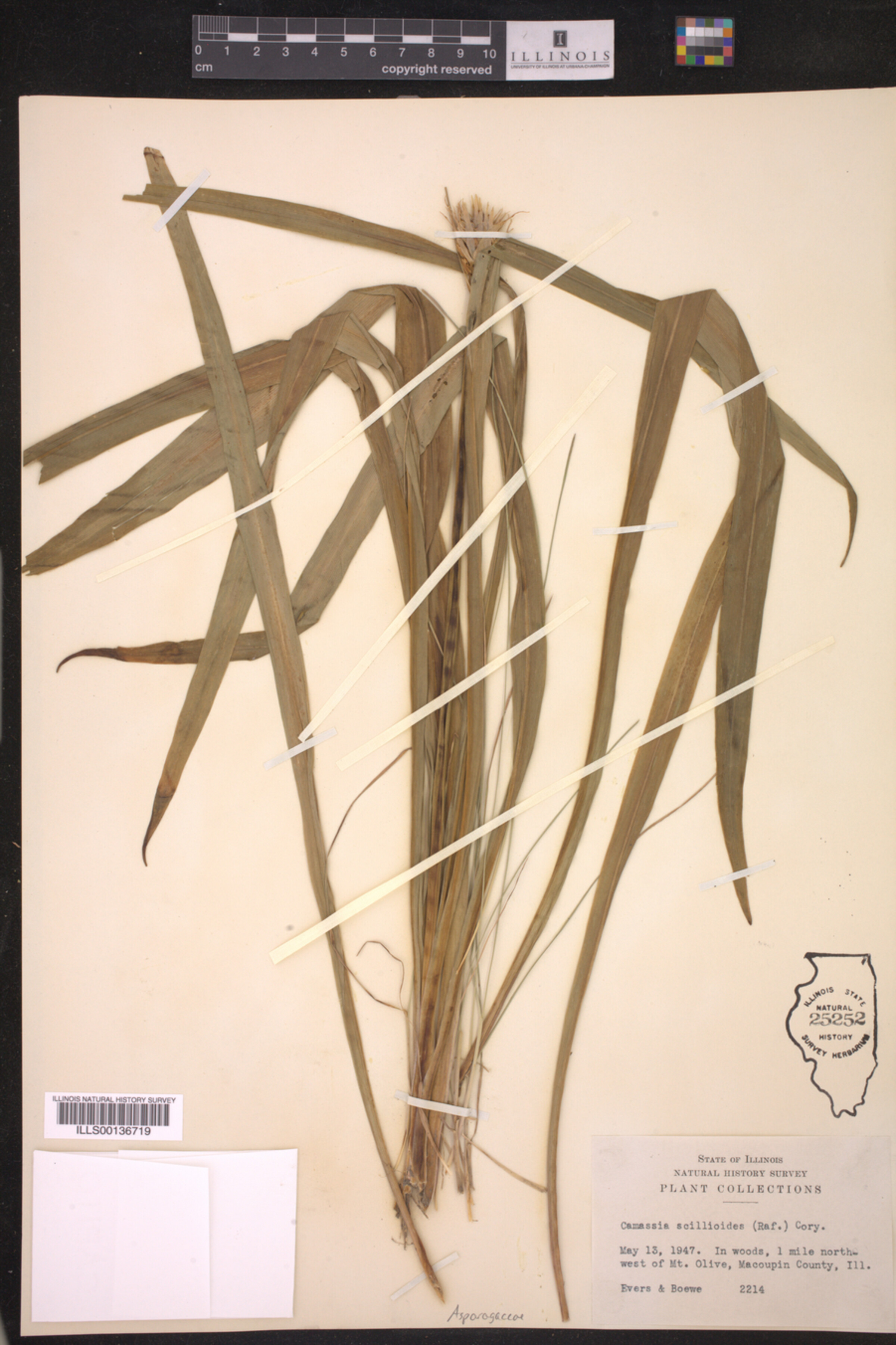 Asparagaceae image