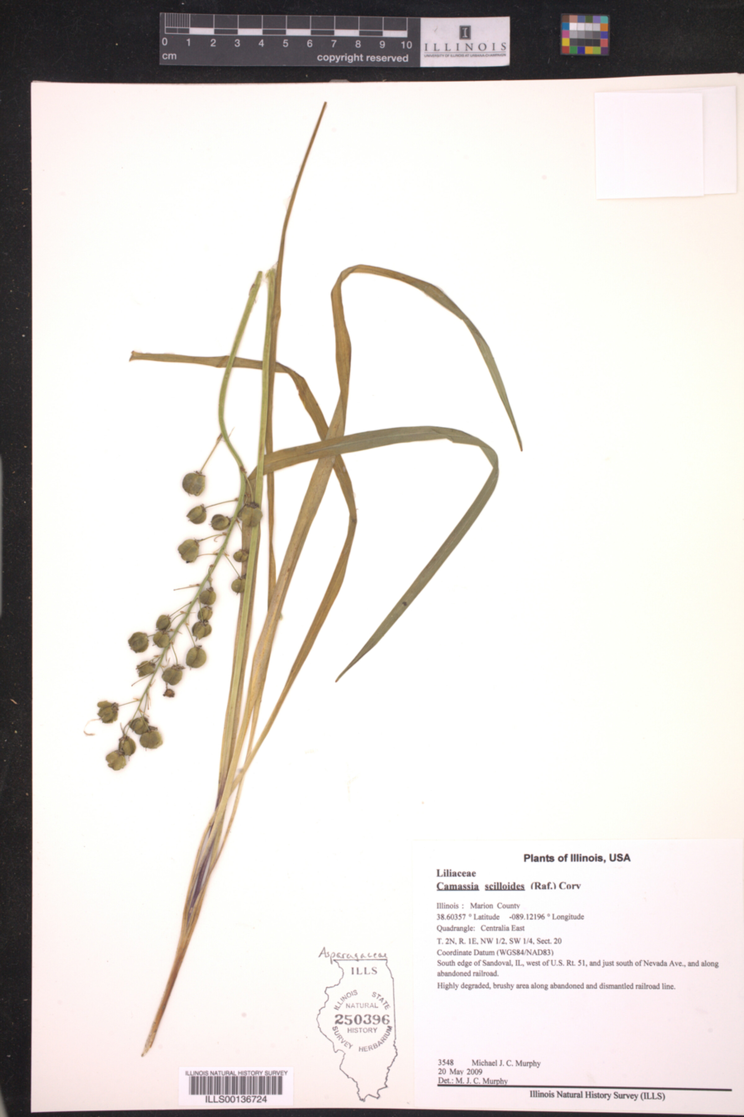 Asparagaceae image