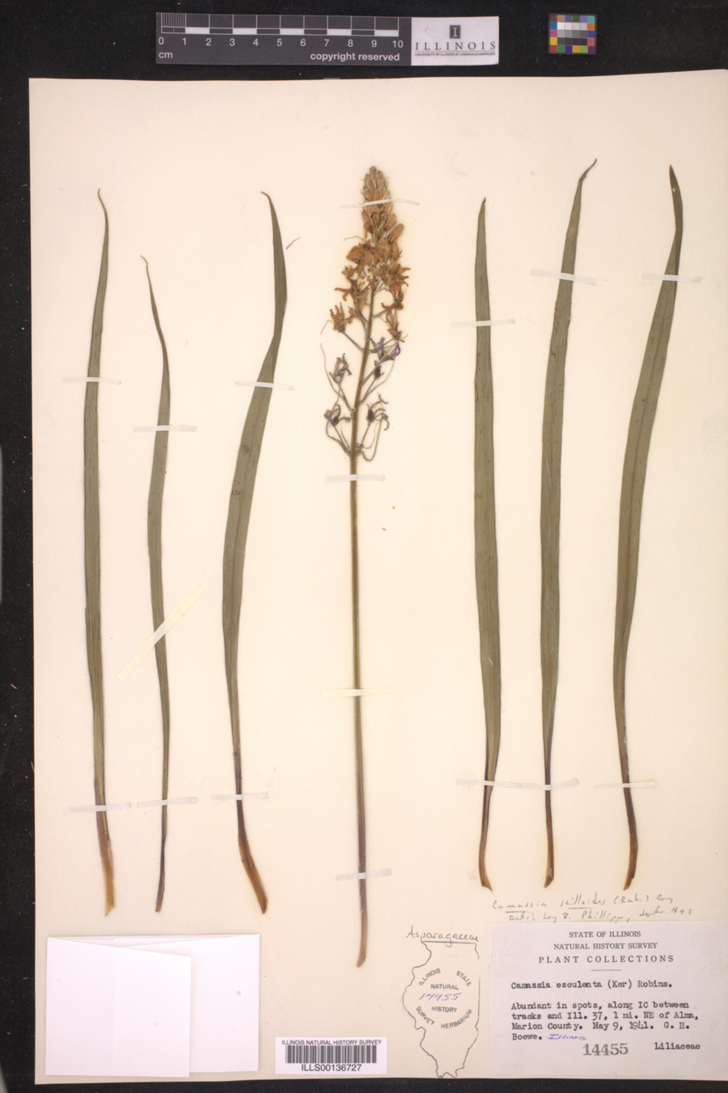 Asparagaceae image