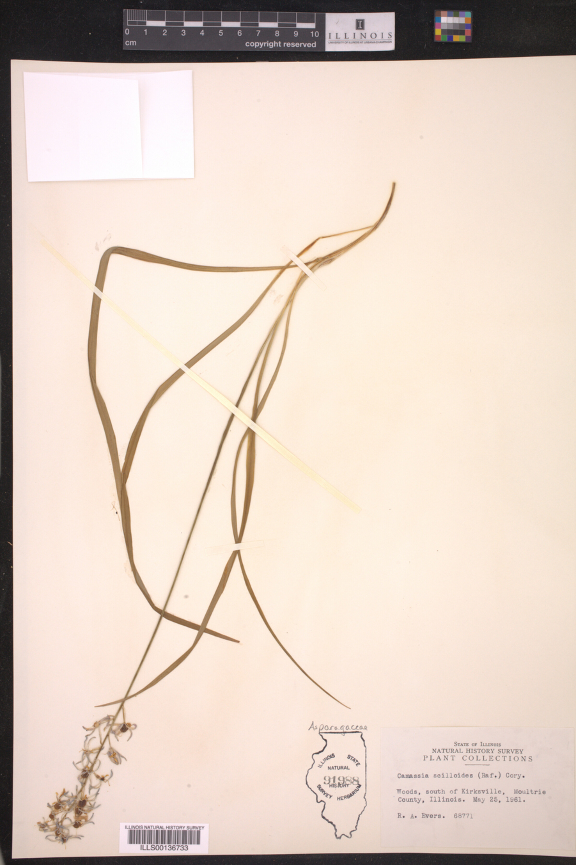 Asparagaceae image