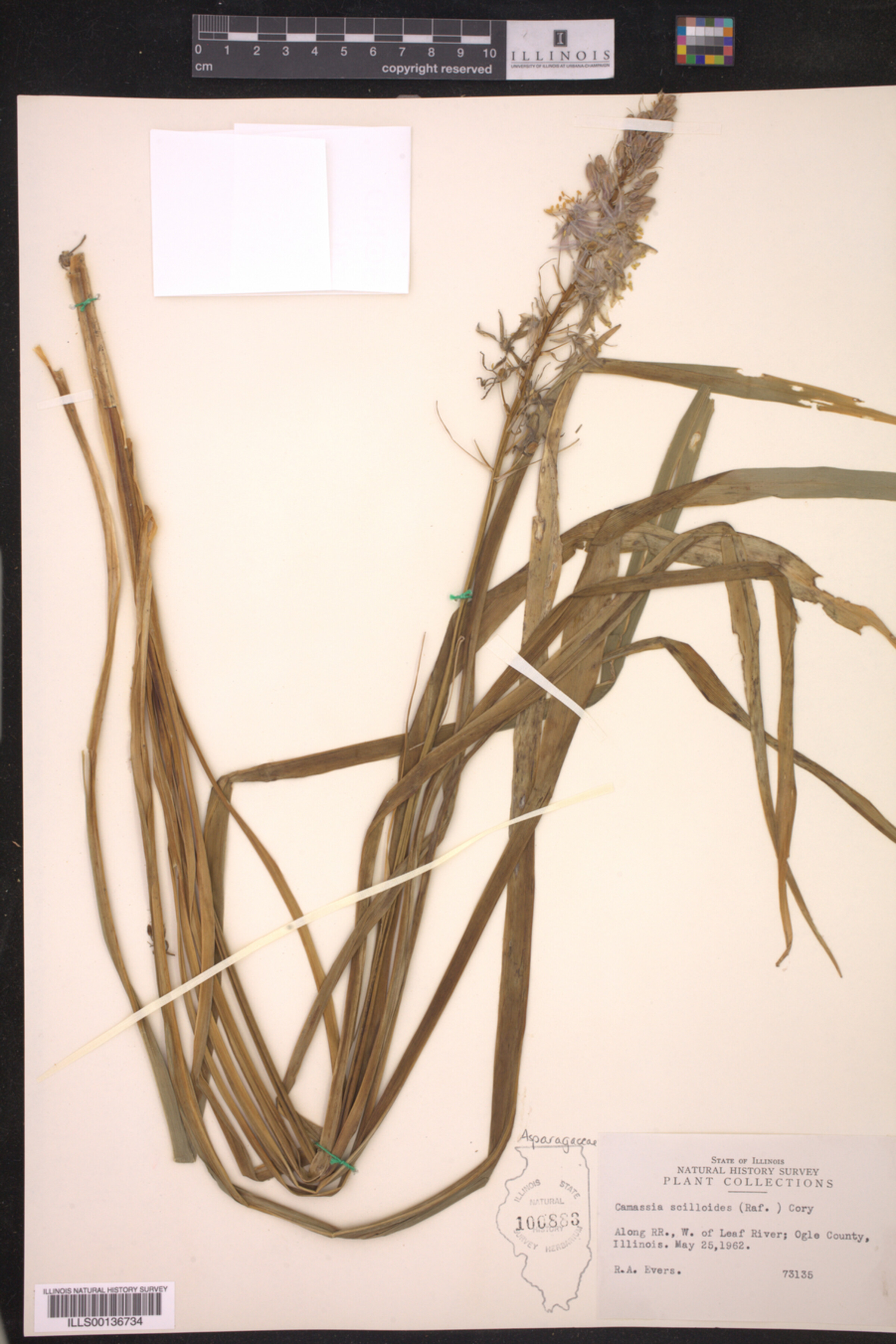 Camassia scilloides image