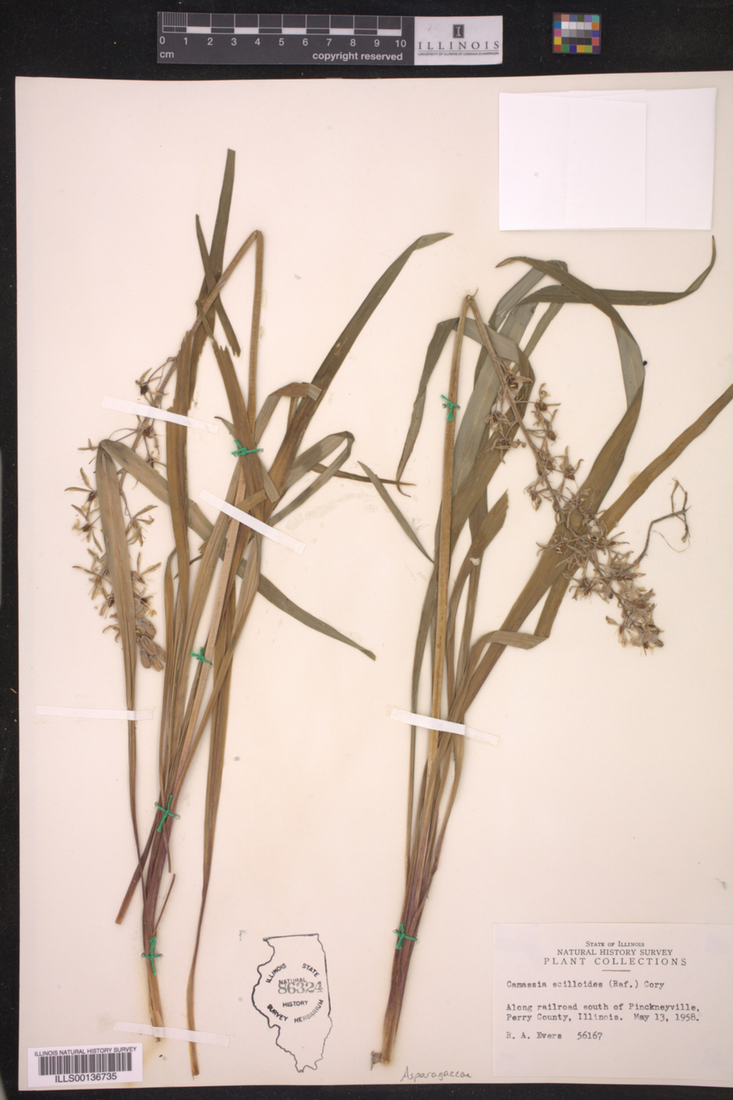 Camassia scilloides image