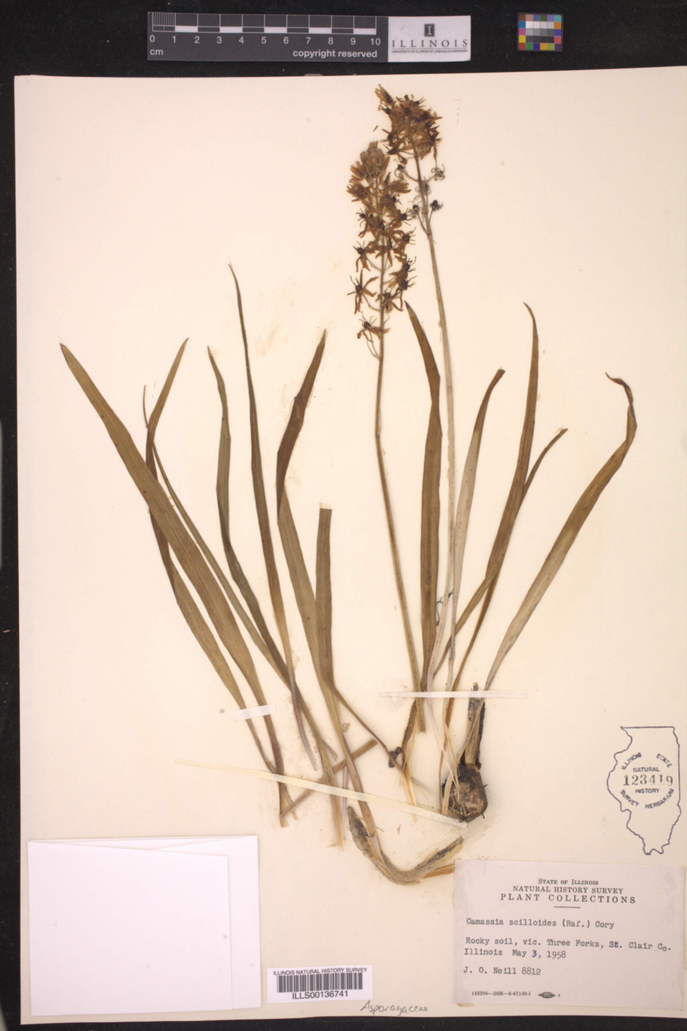 Asparagaceae image