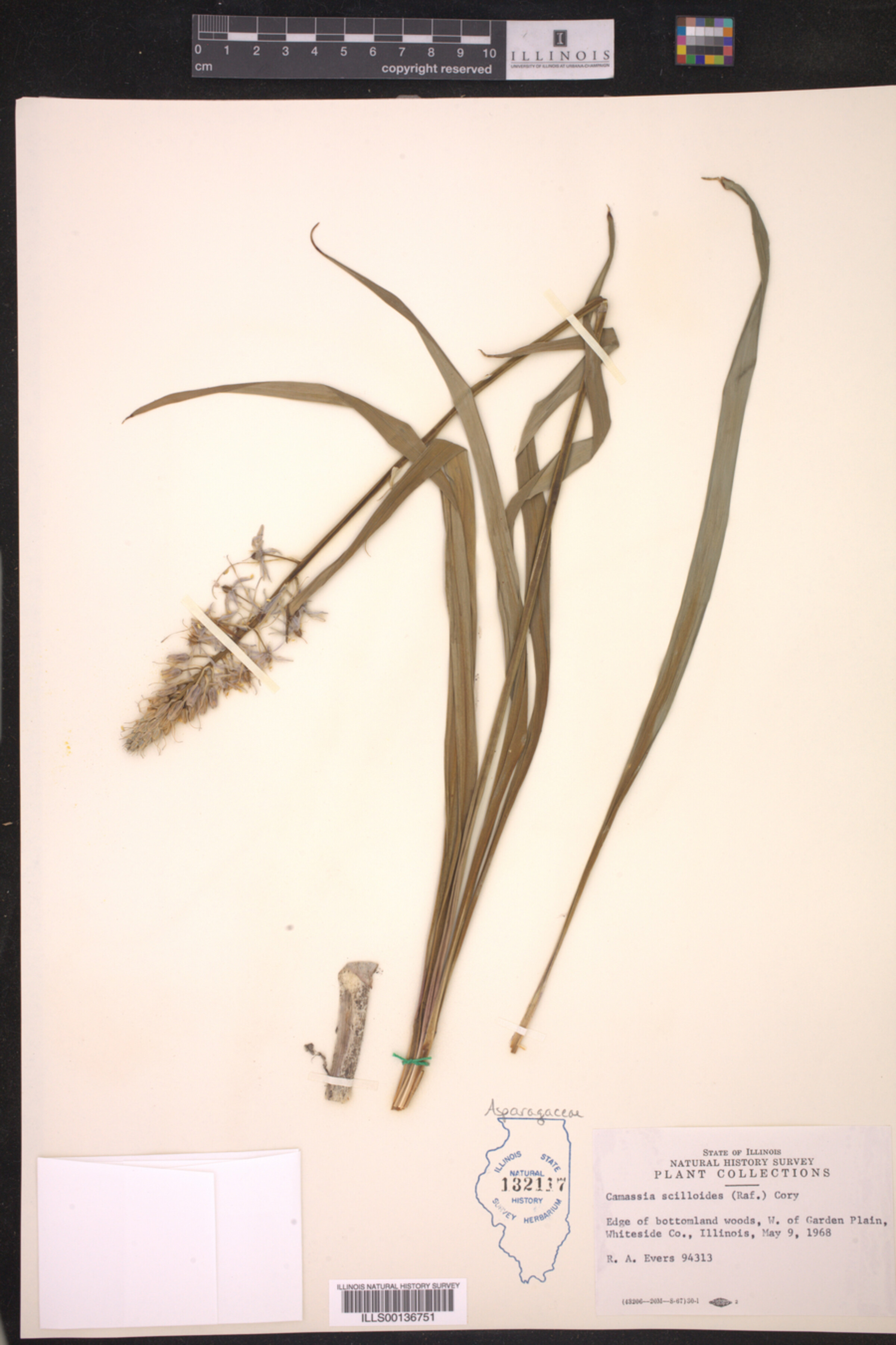 Camassia image