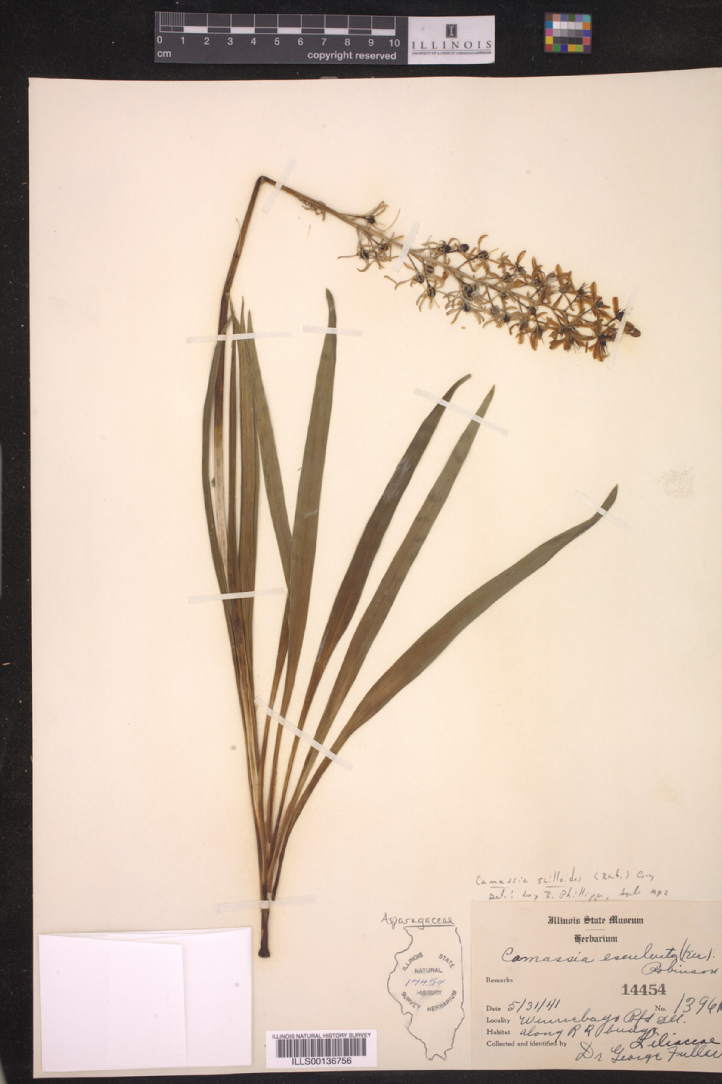 Camassia scilloides image