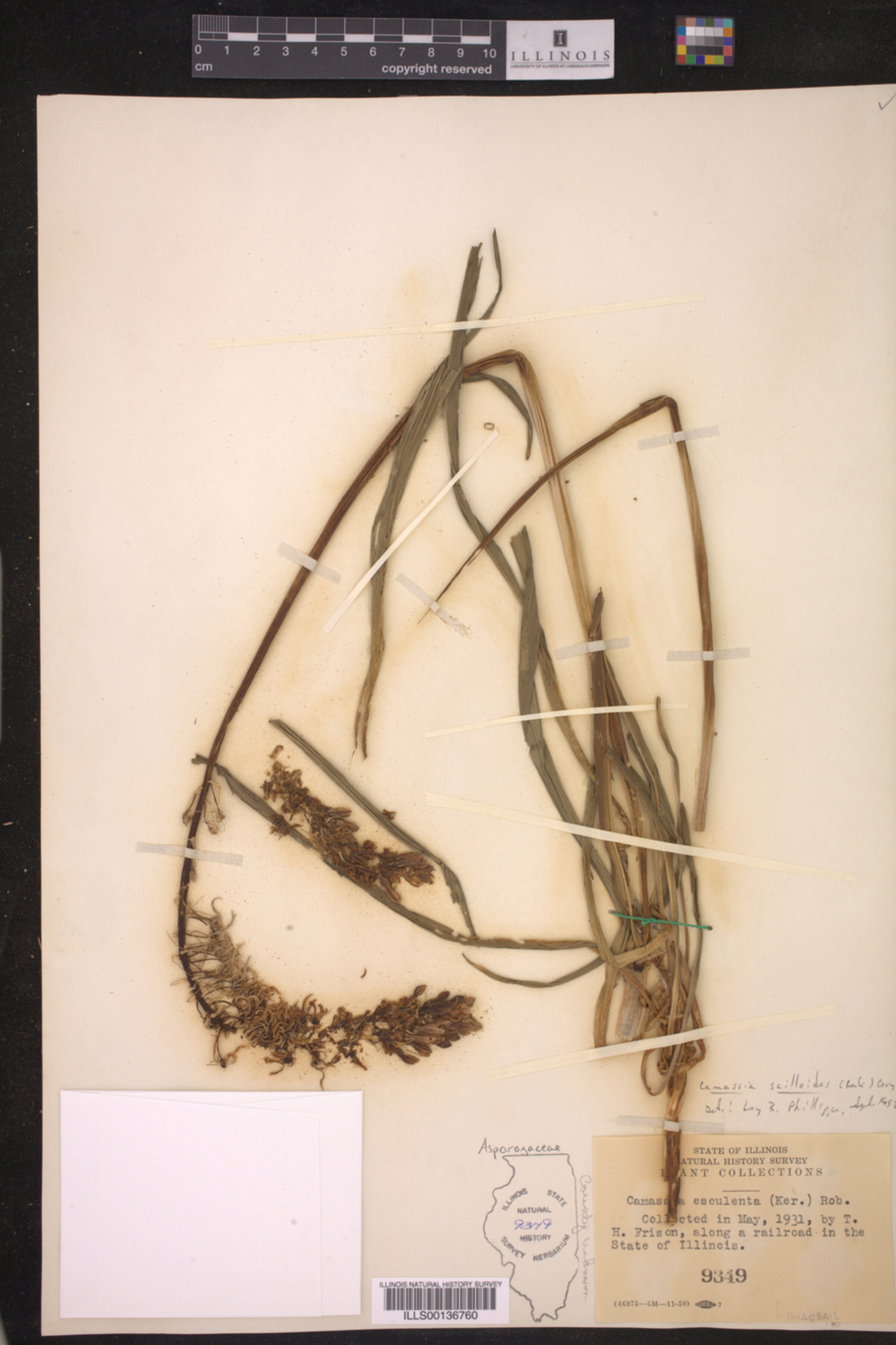 Camassia image