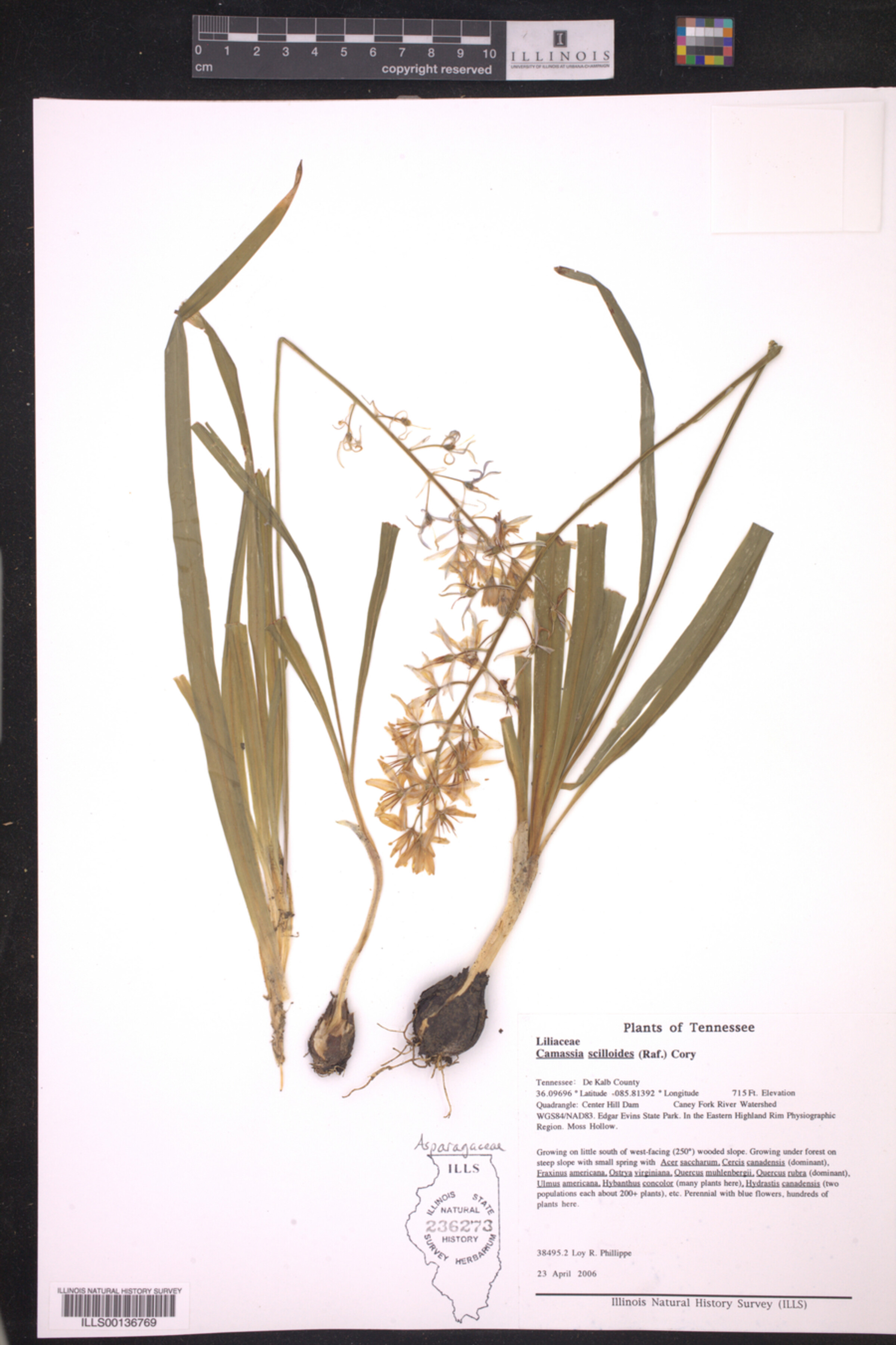 Camassia scilloides image