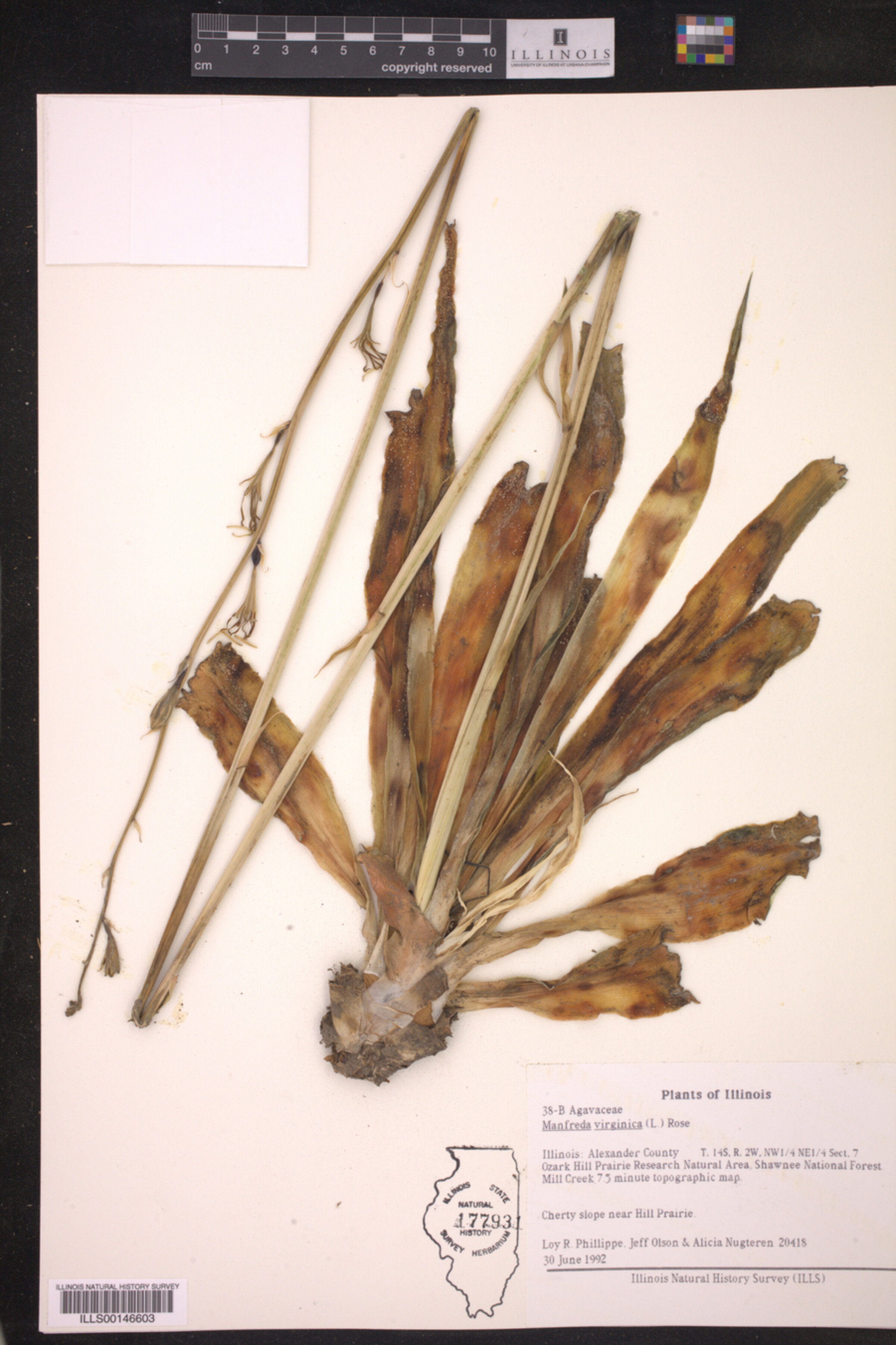 Asparagaceae image