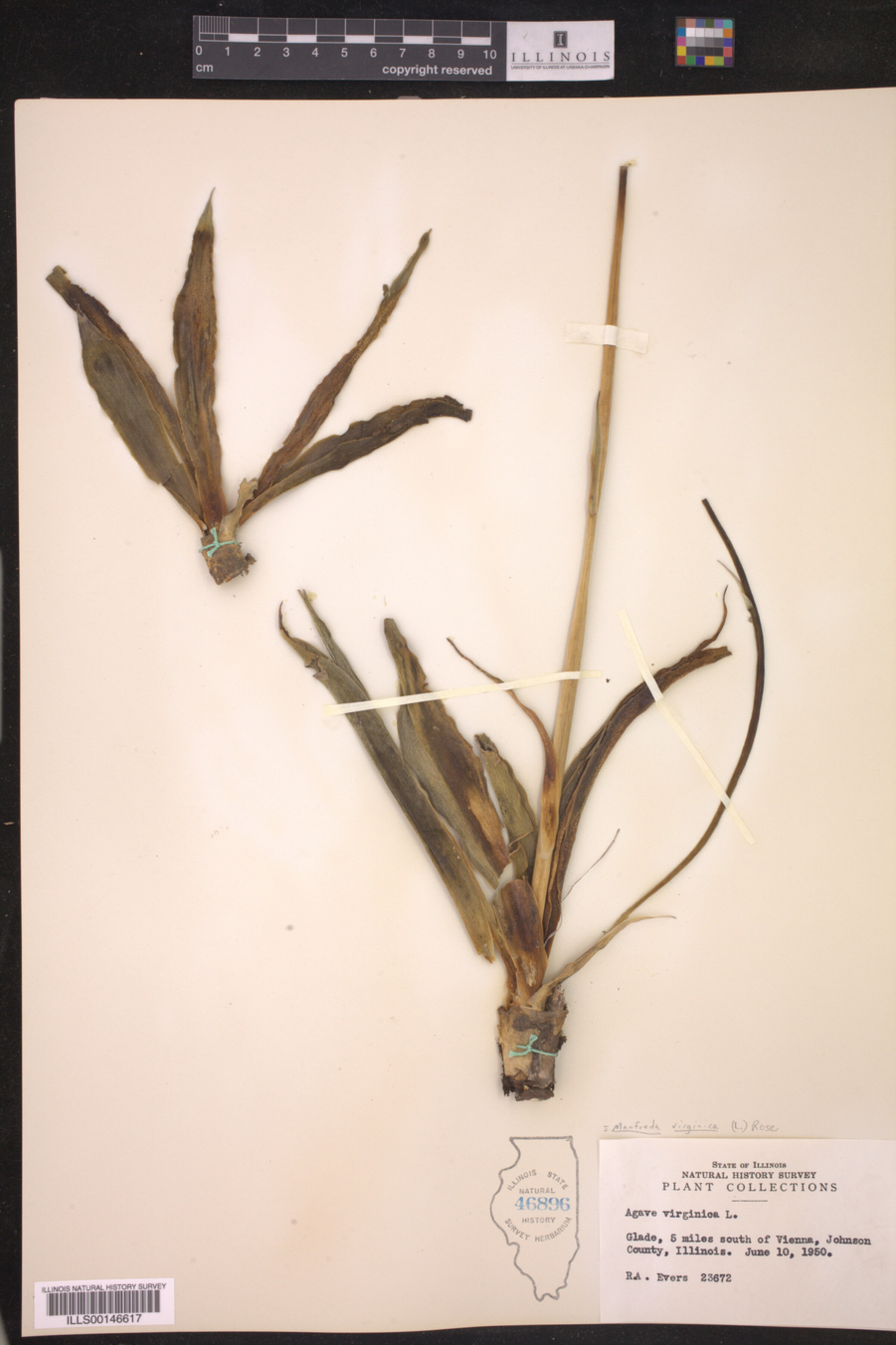 Asparagaceae image