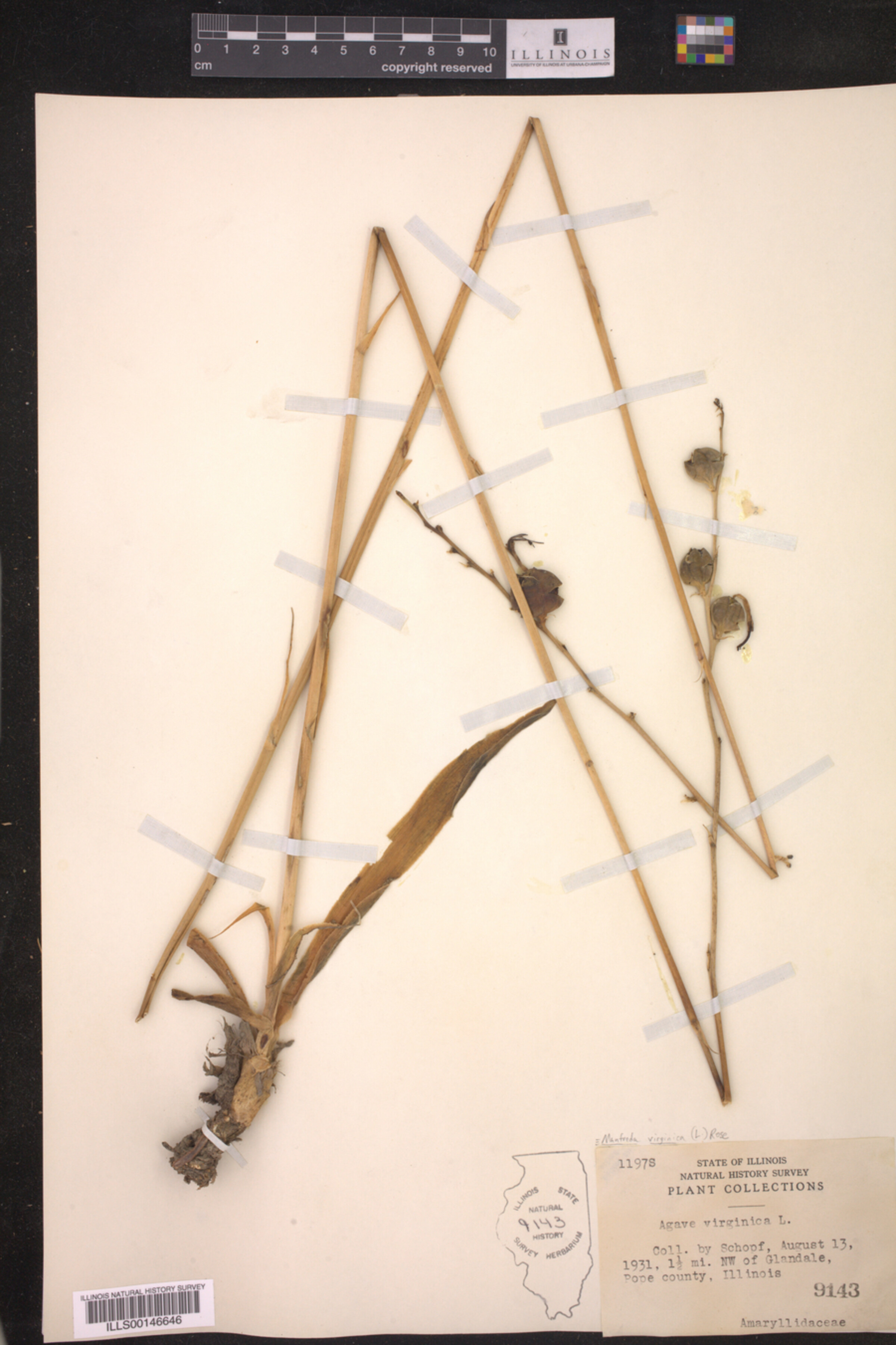 Asparagaceae image