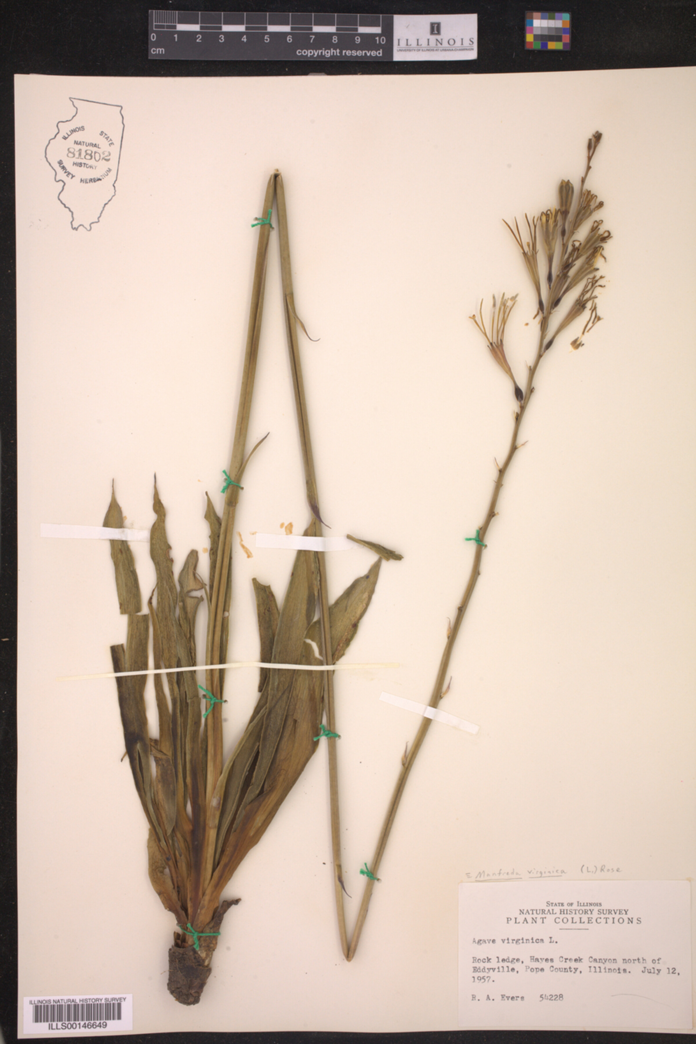 Asparagaceae image