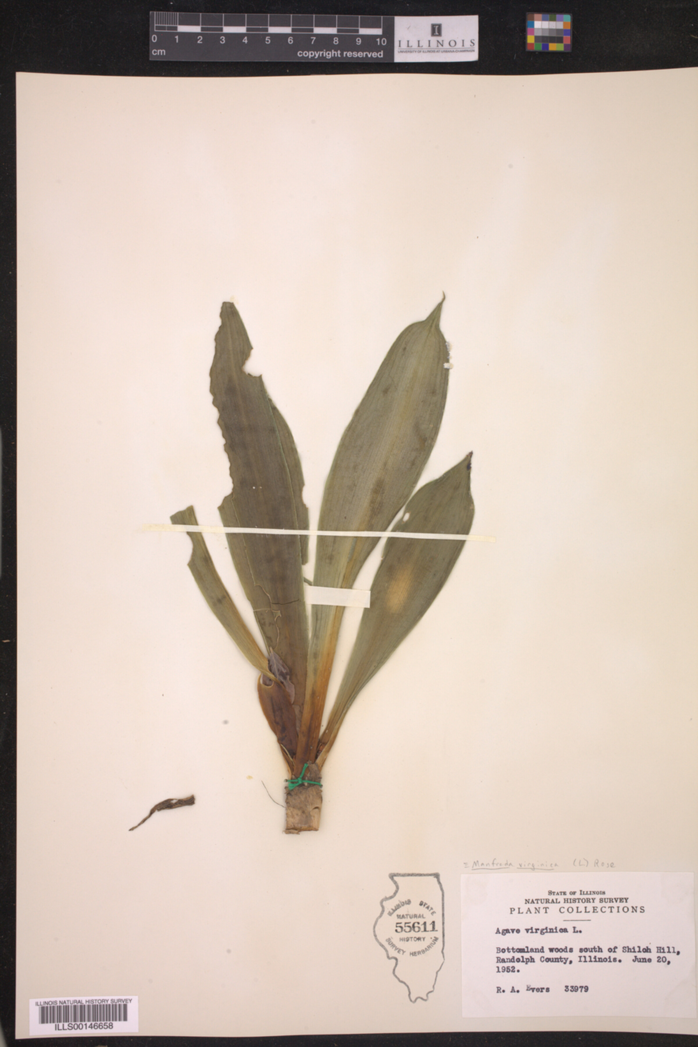 Asparagaceae image