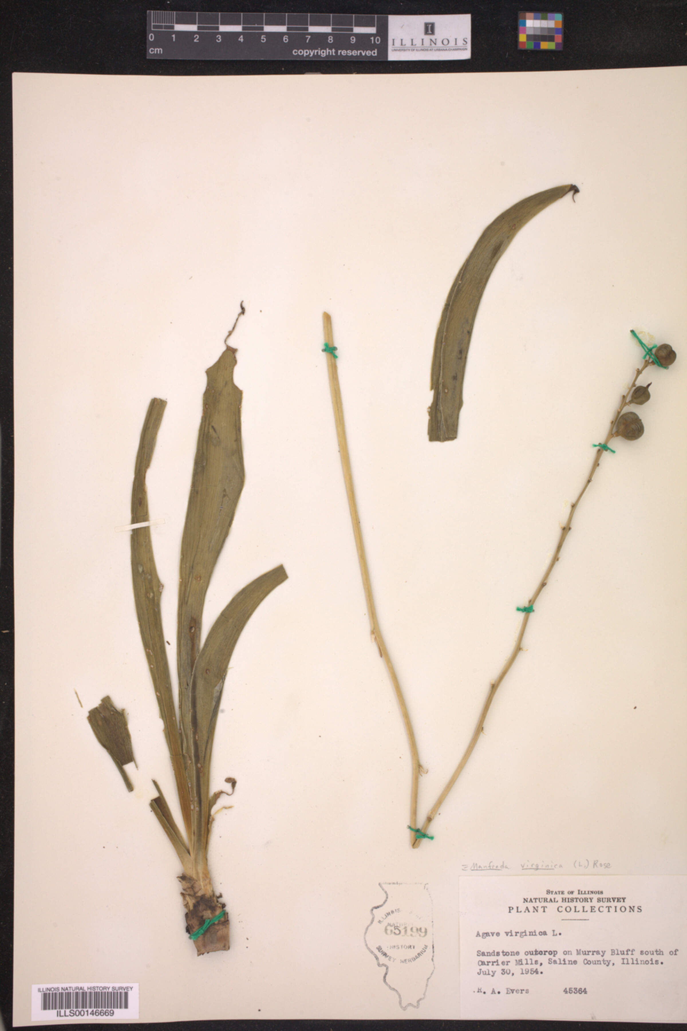 Asparagaceae image