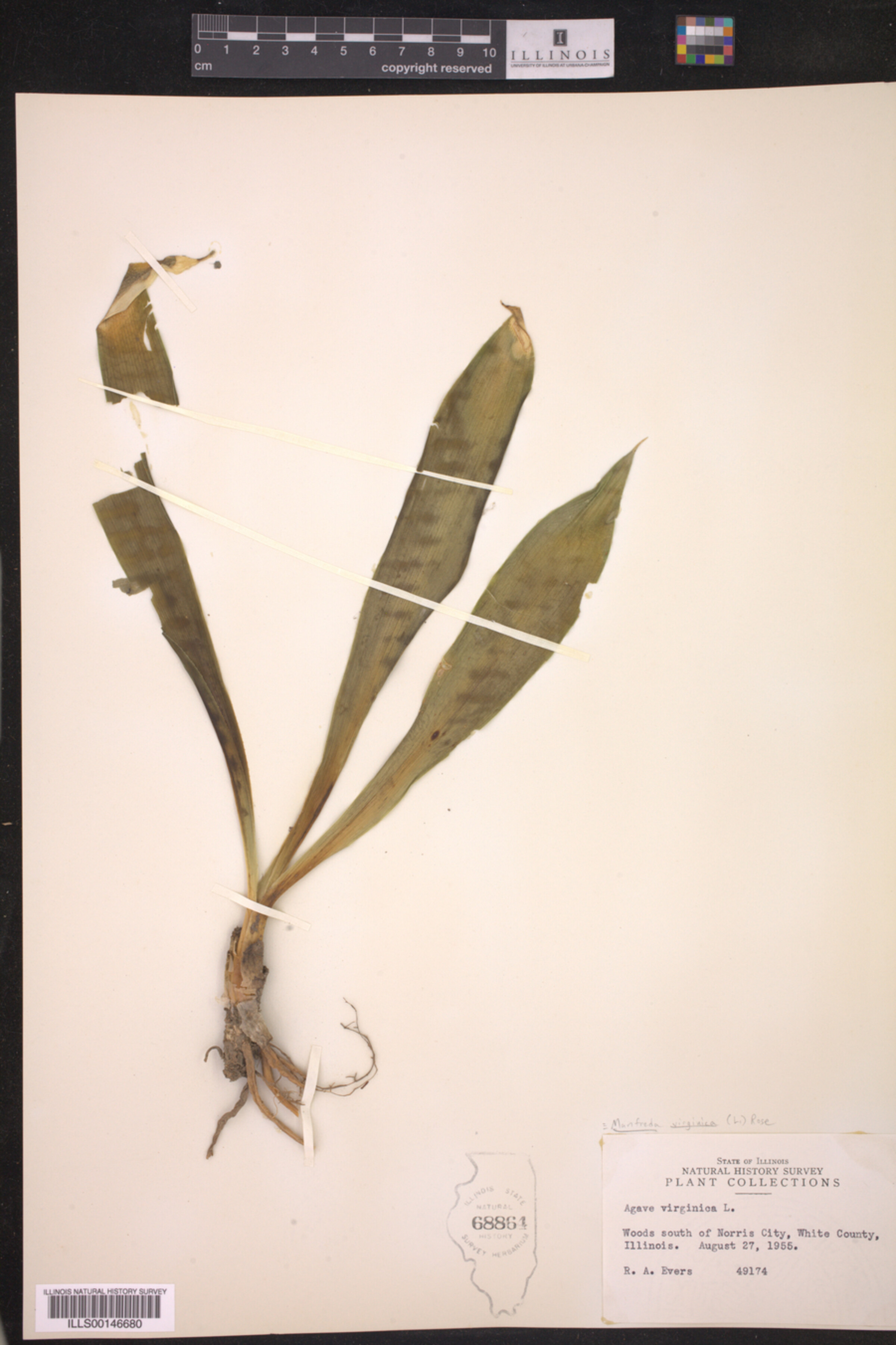 Asparagaceae image