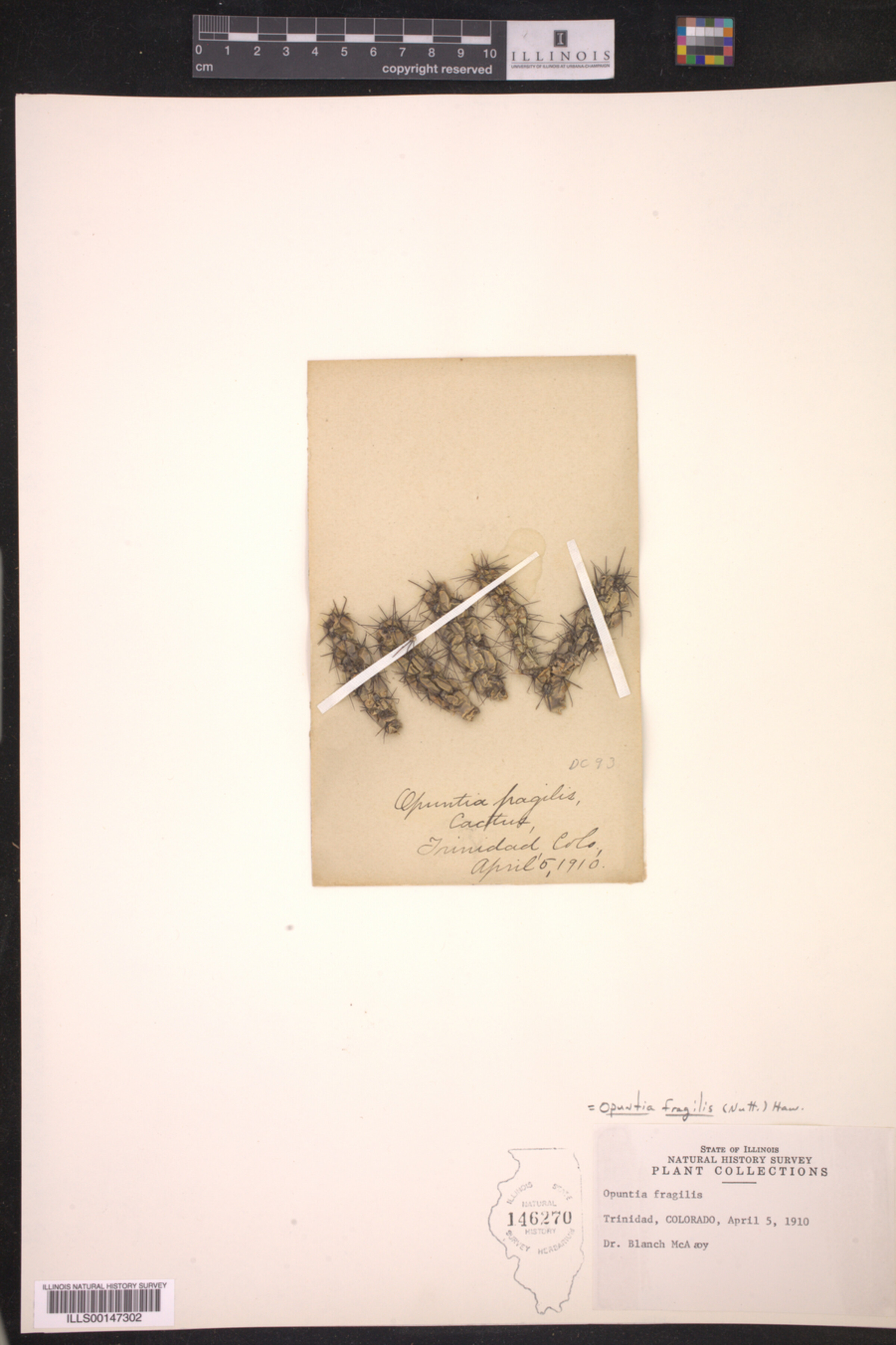 Opuntia fragilis image