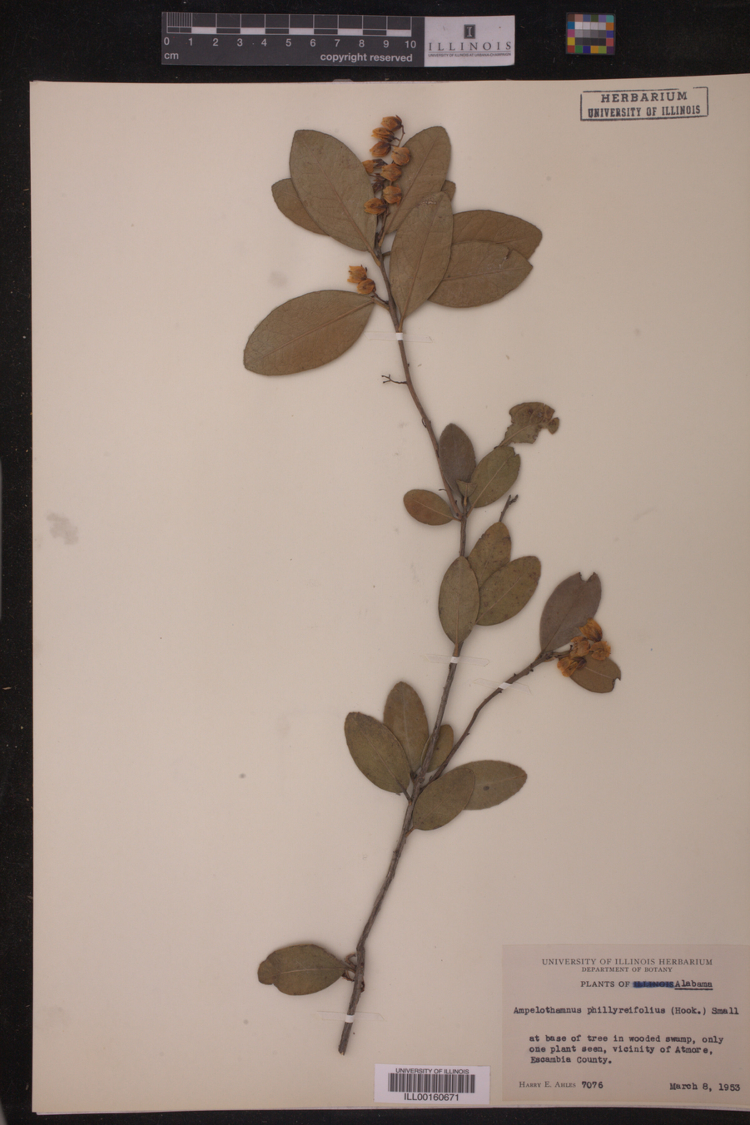 Ampelothamnus phillyreifolius image
