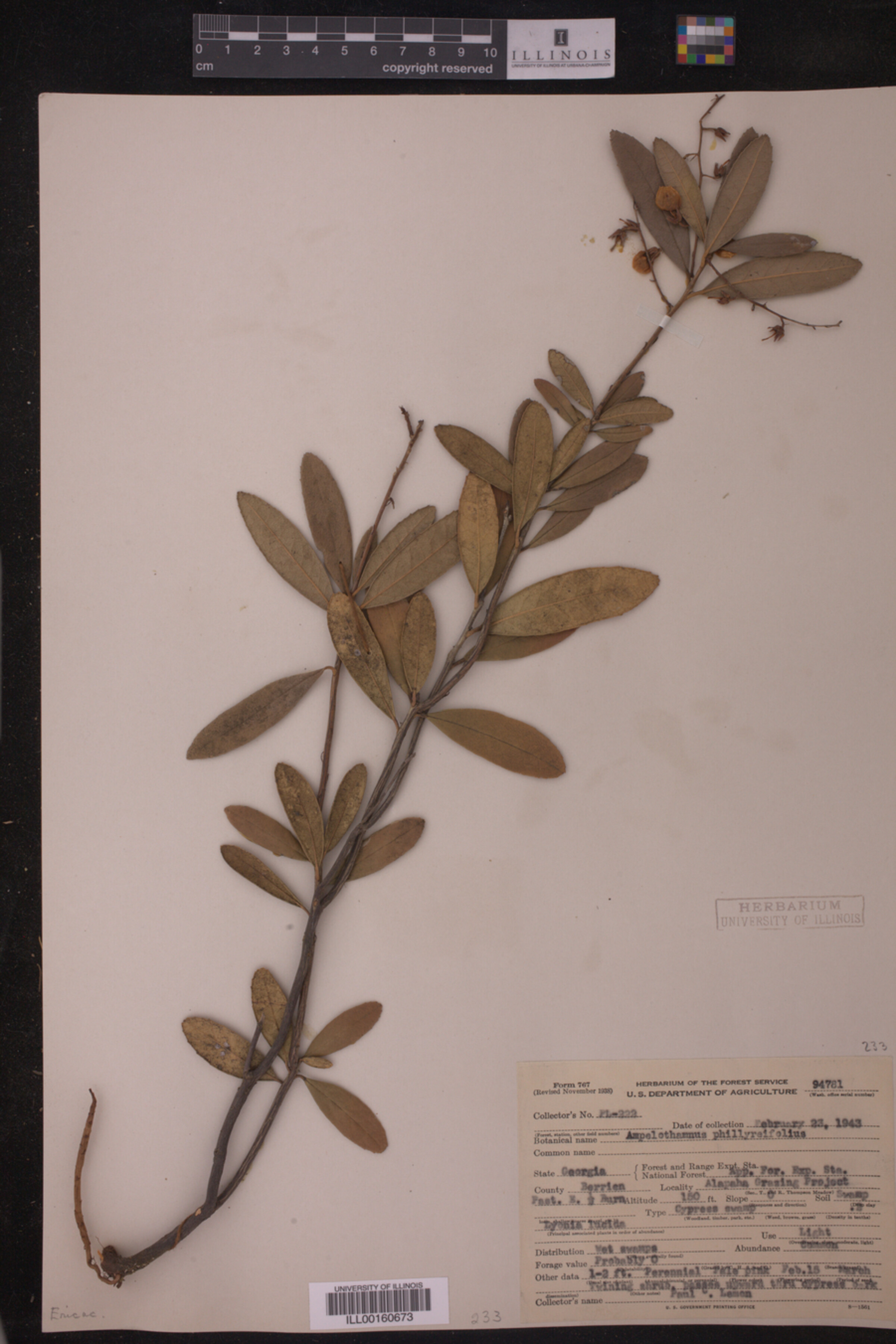 Ampelothamnus phillyreifolius image