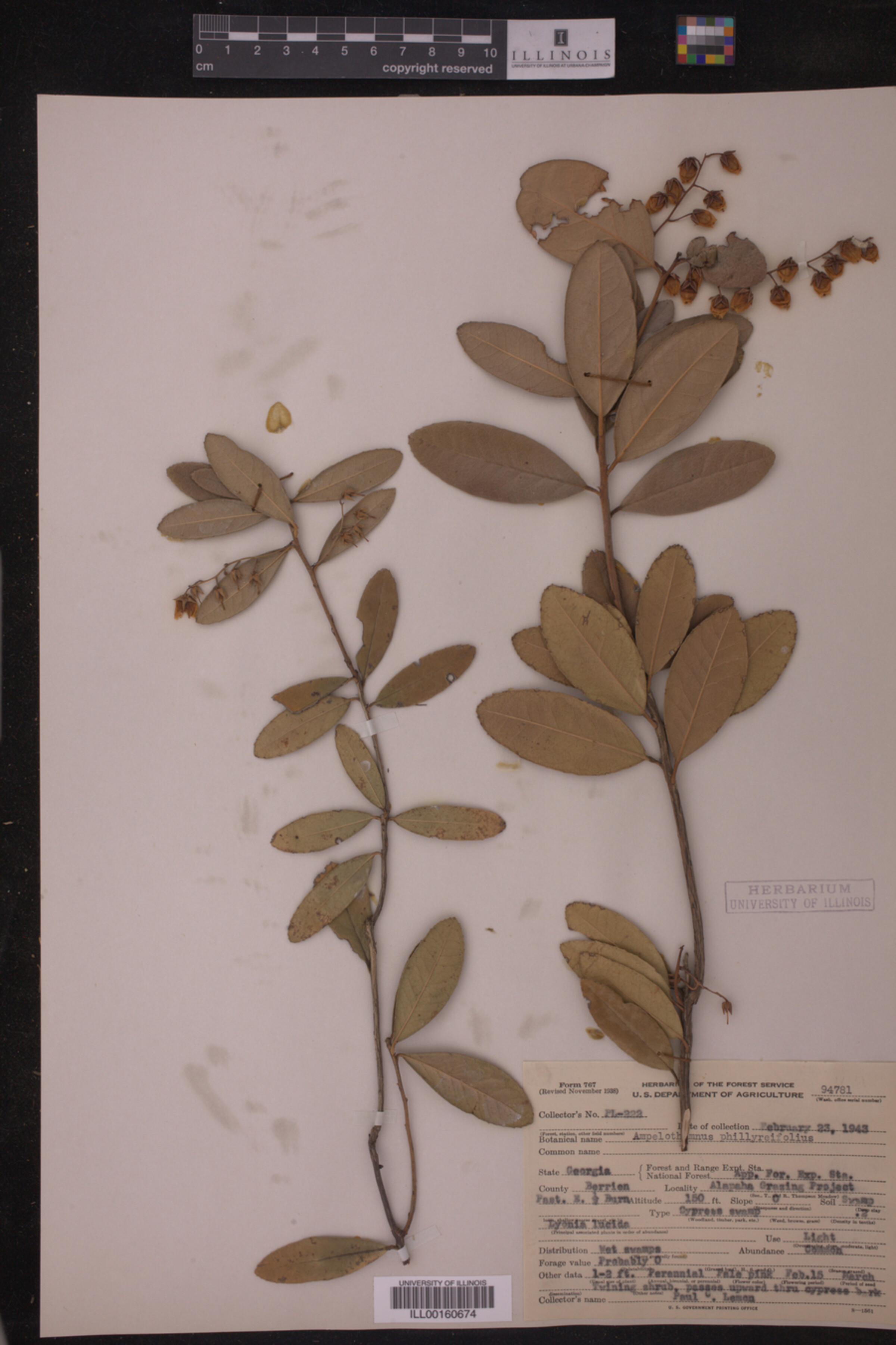 Ampelothamnus phillyreifolius image