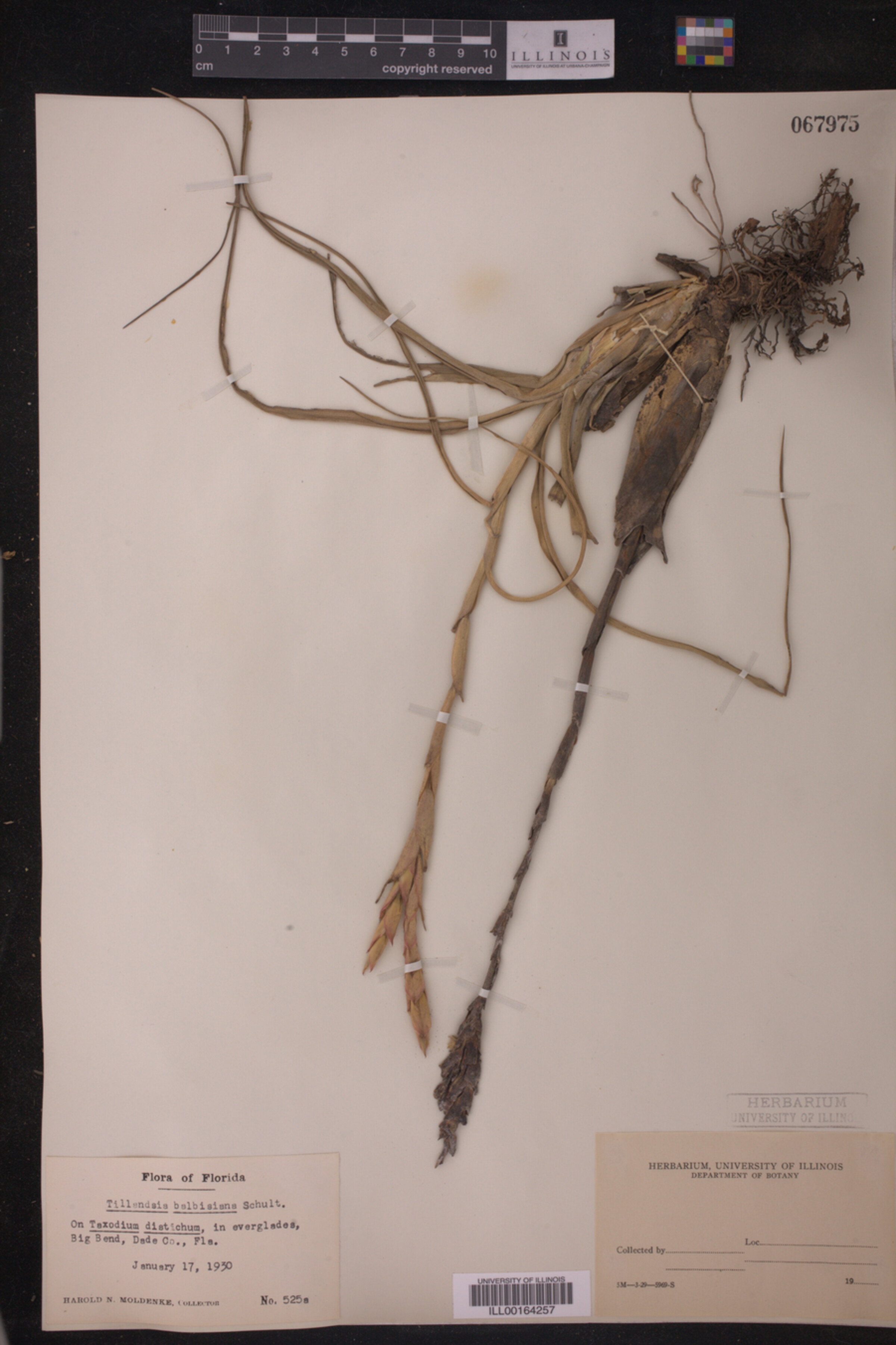 Tillandsia balbisiana image