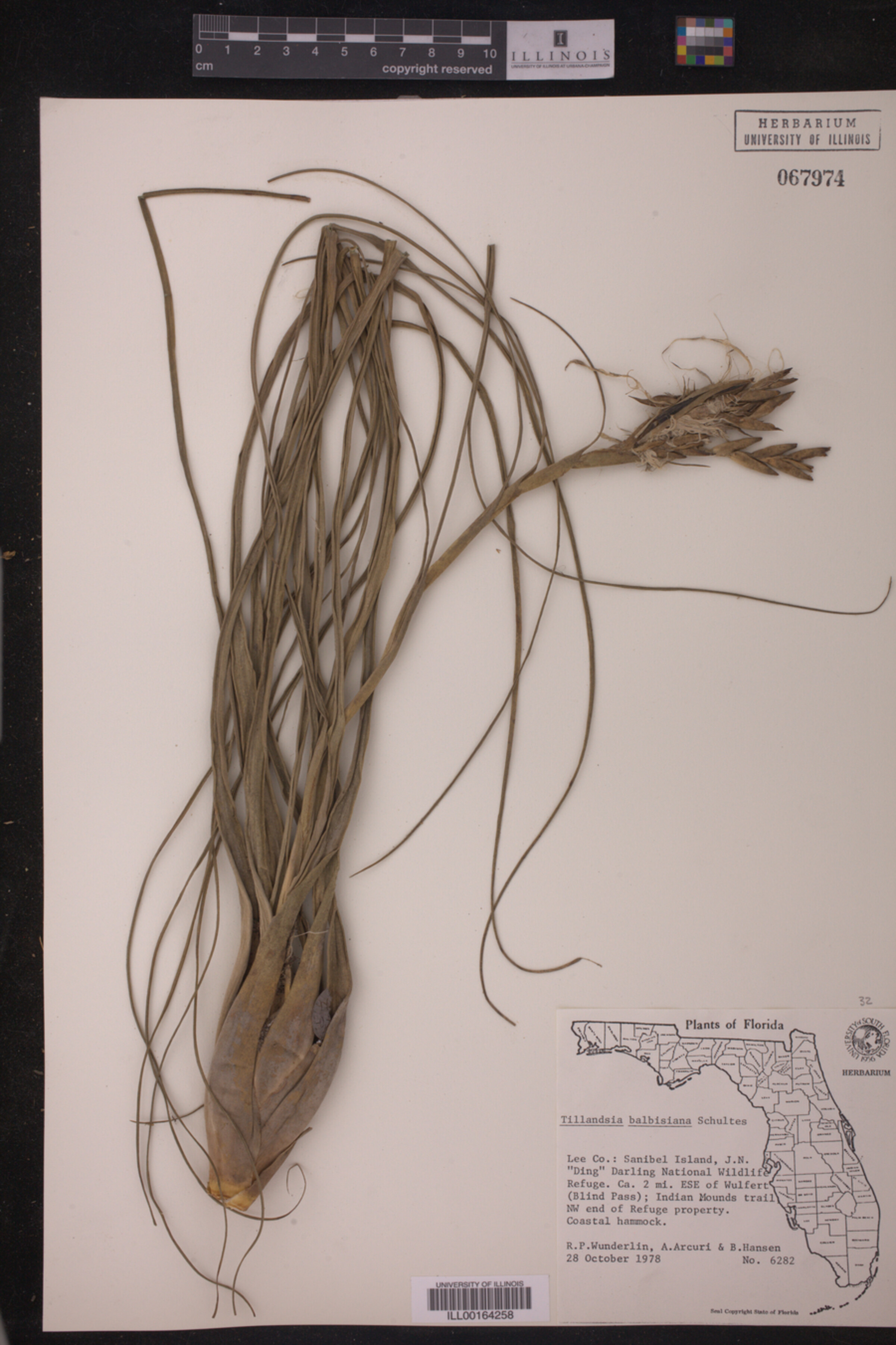 Tillandsia balbisiana image