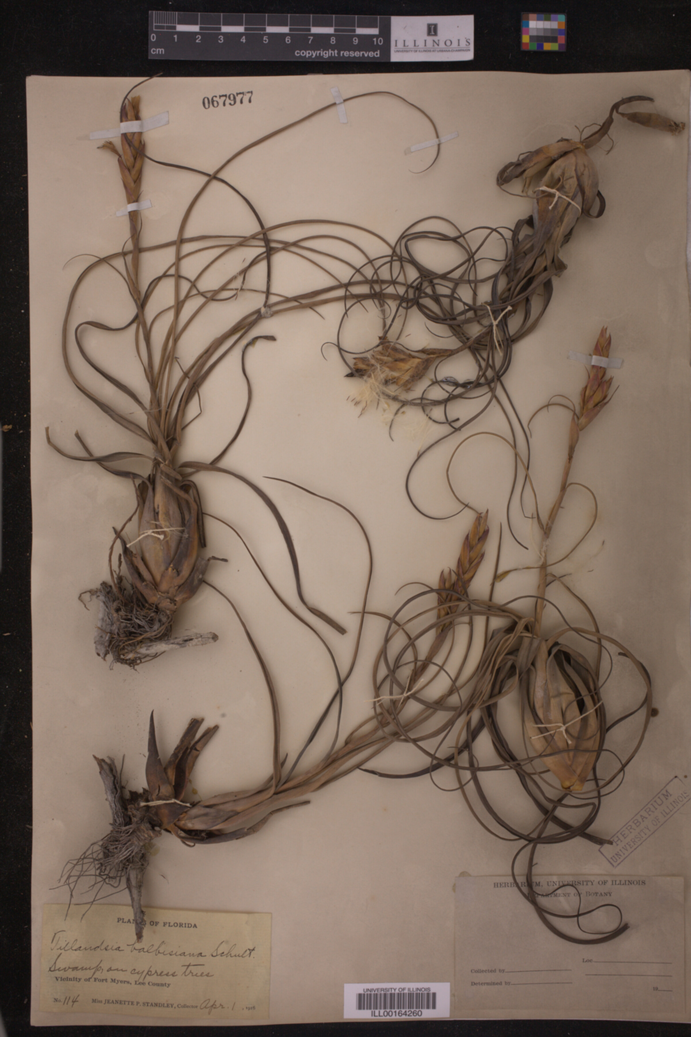 Tillandsia balbisiana image