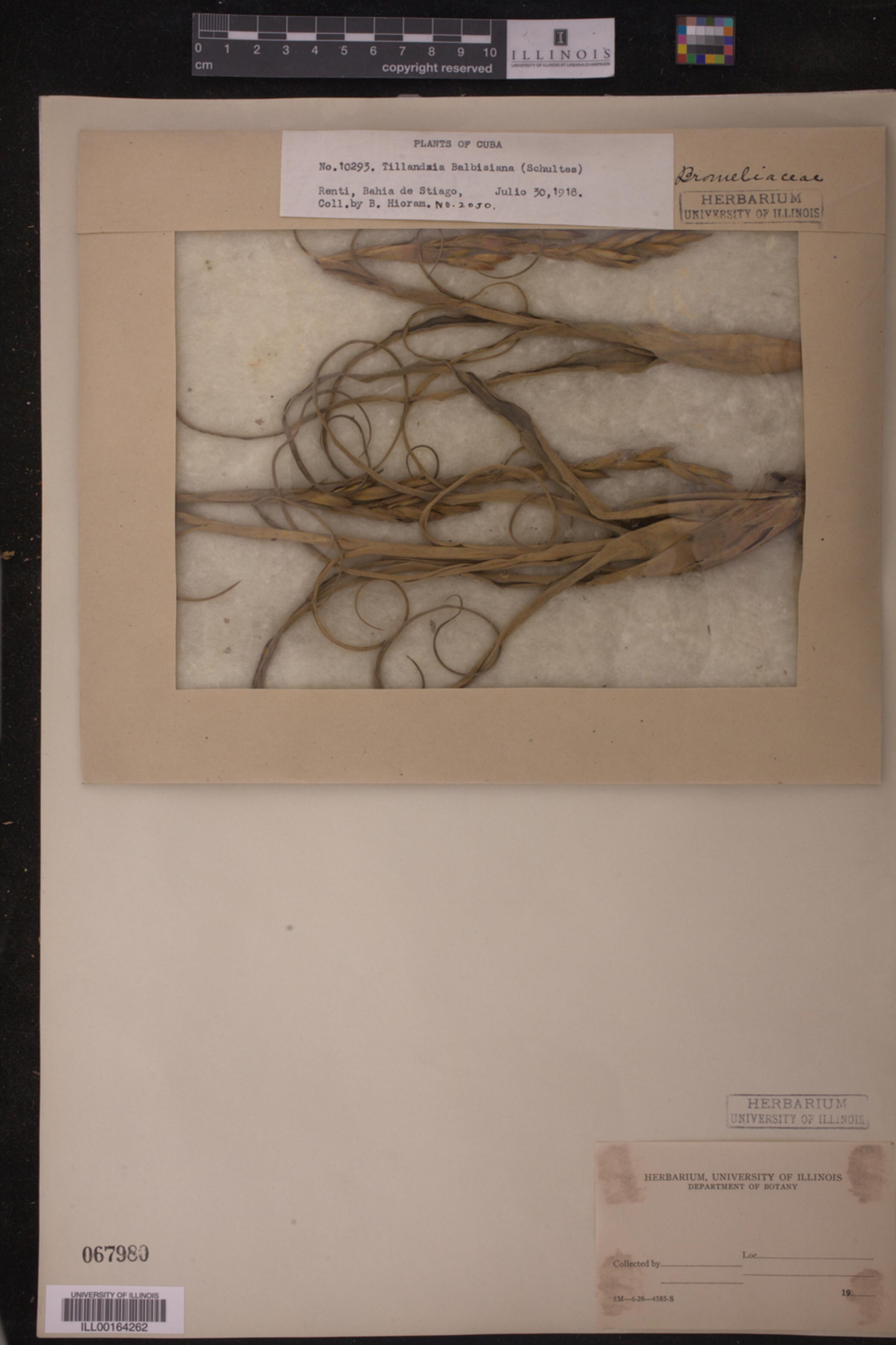 Tillandsia balbisiana image