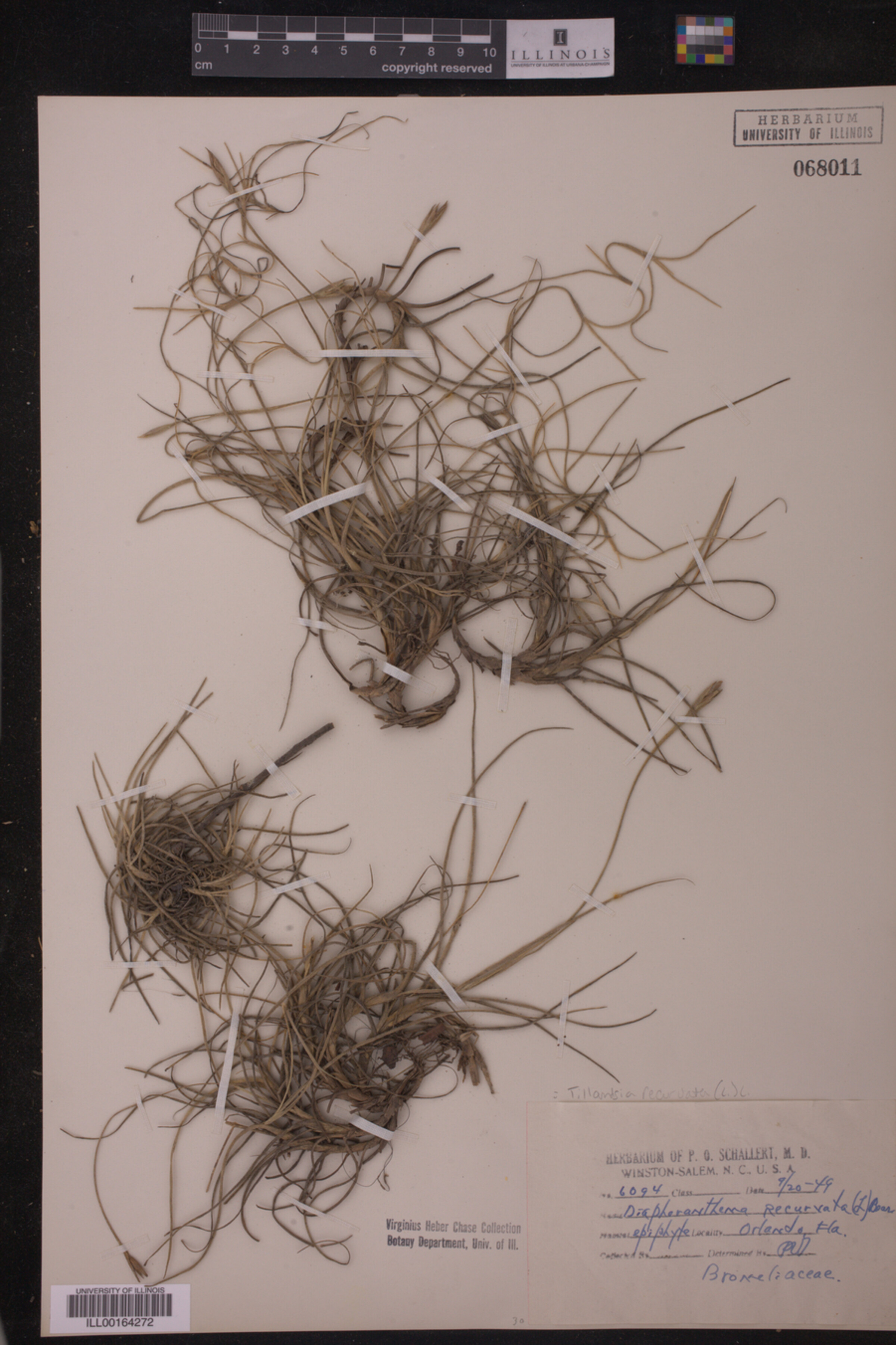 Tillandsia recurvata image