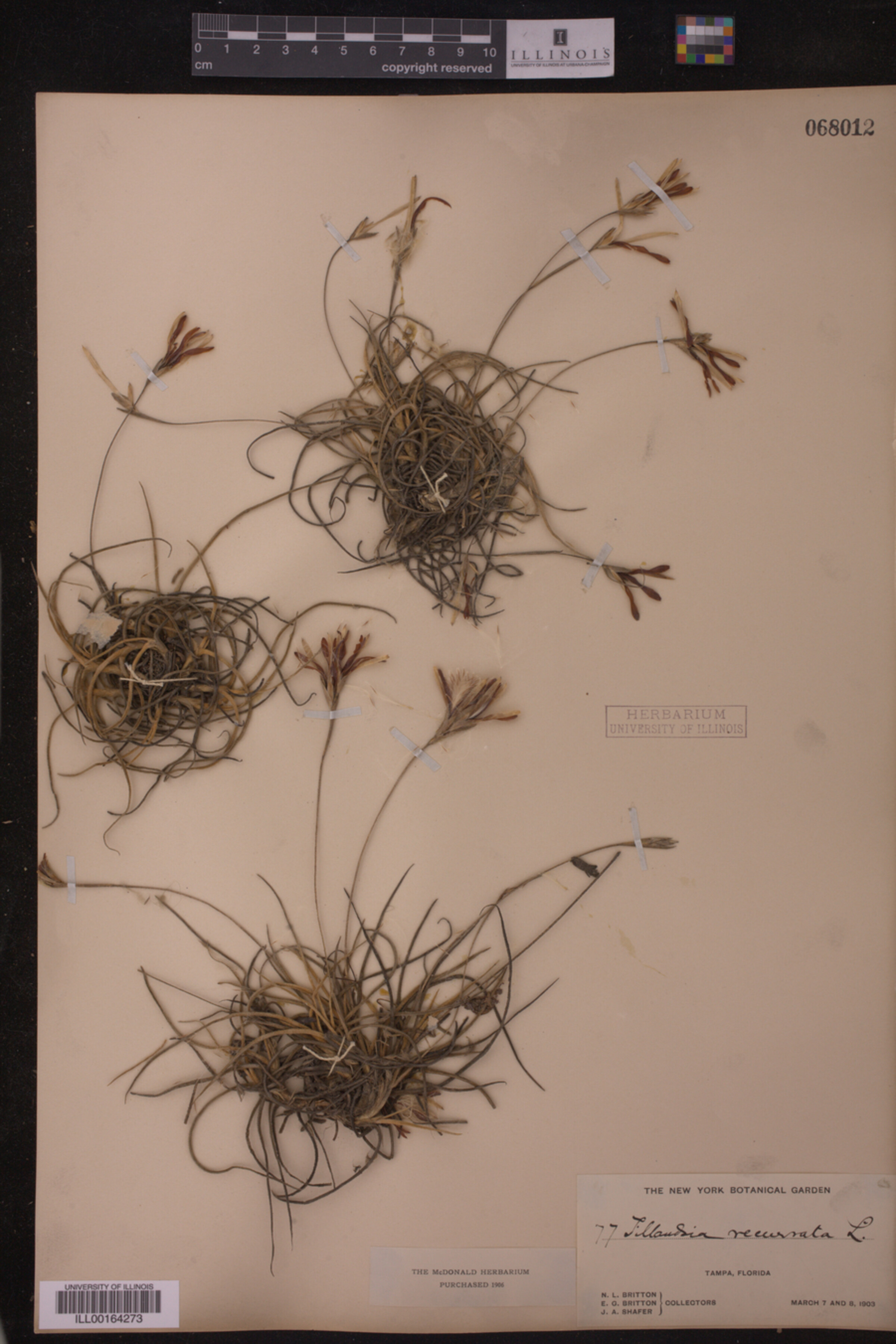 Tillandsia image
