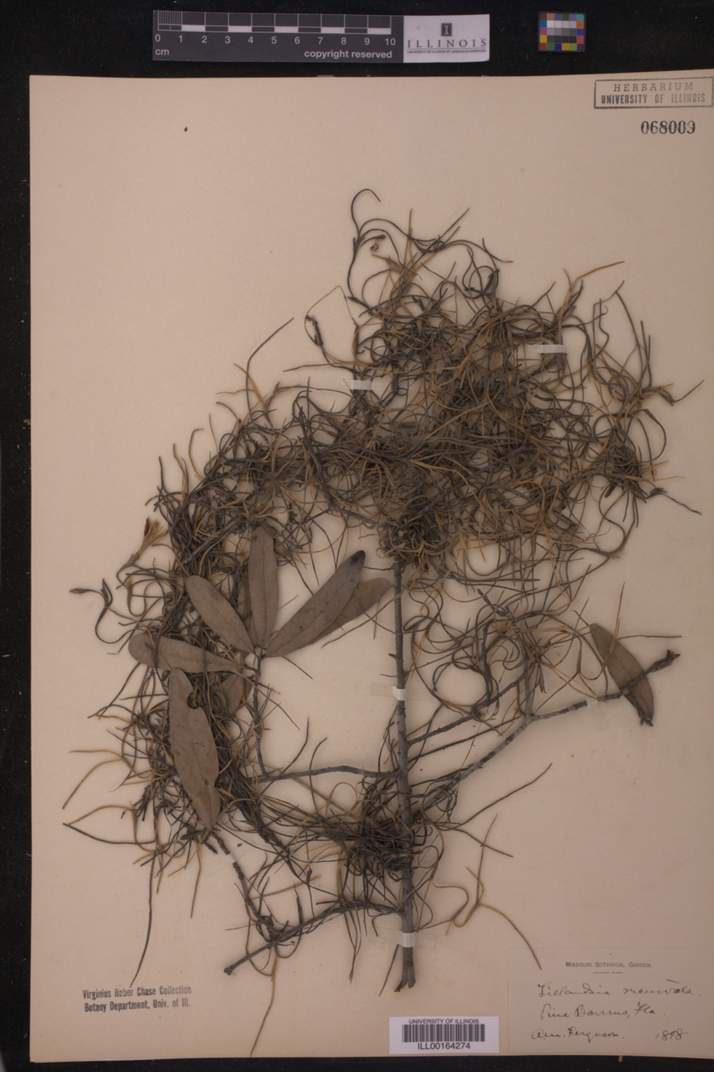 Tillandsia recurvata image