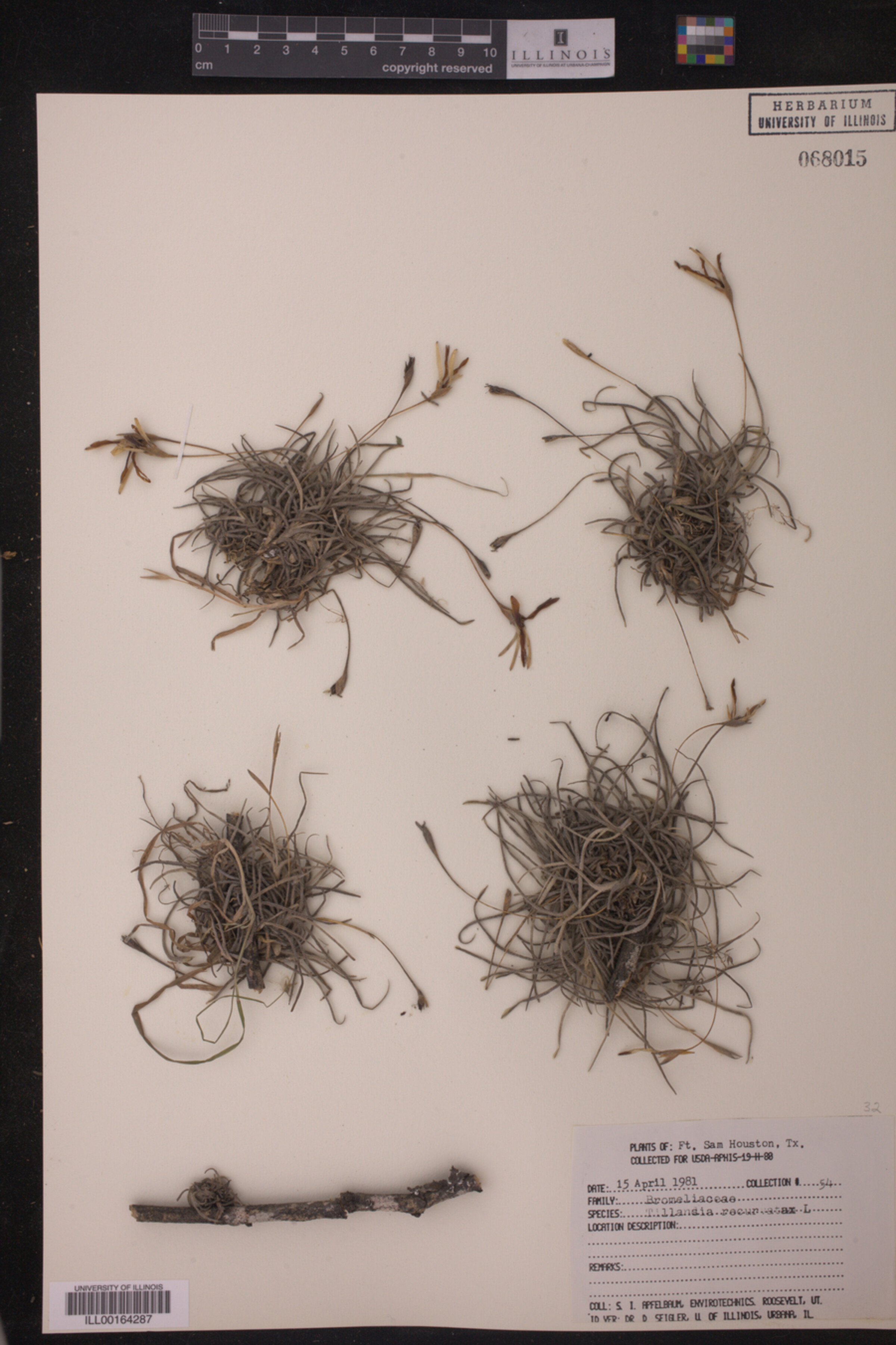 Tillandsia recurvata image