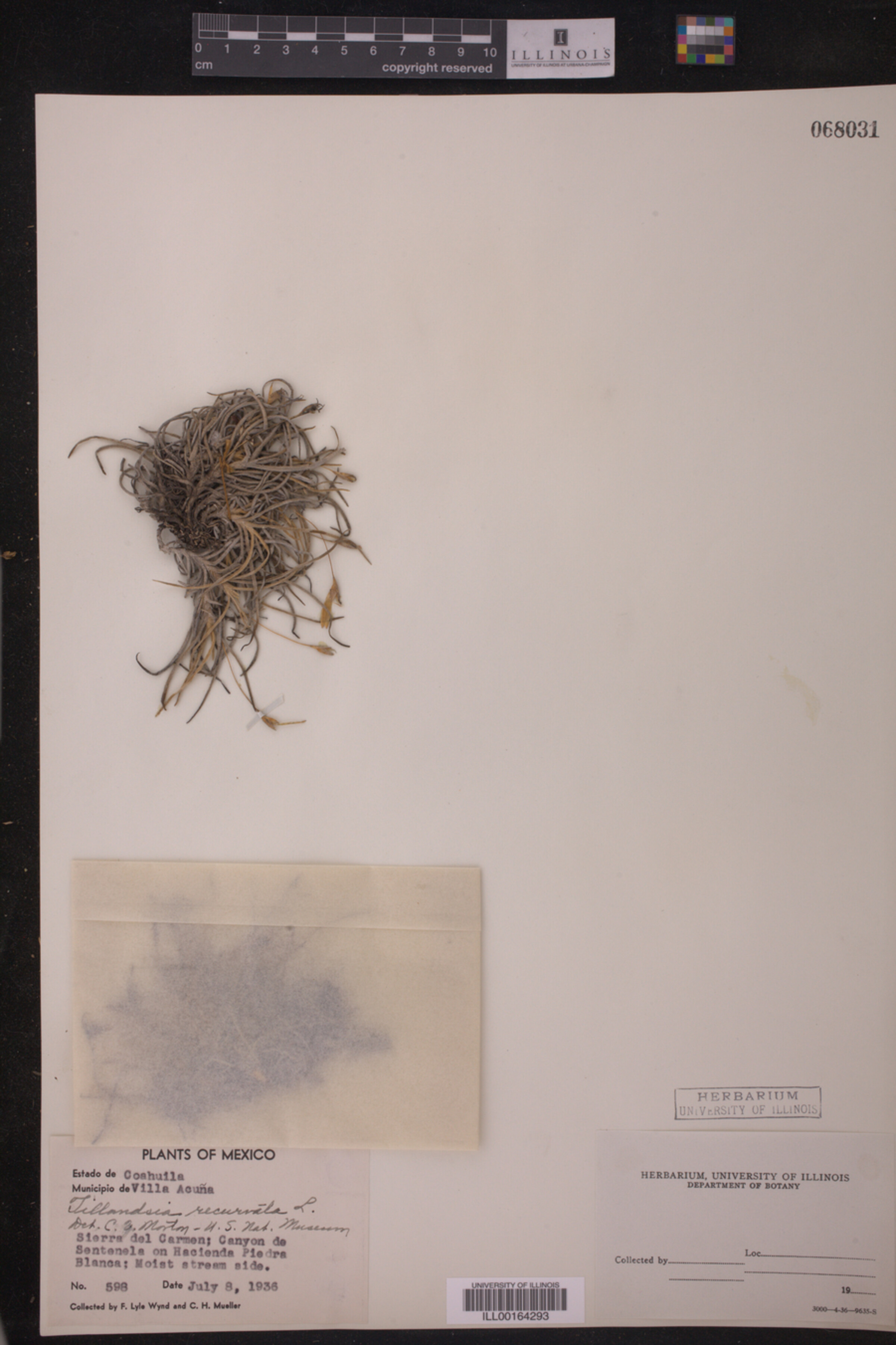 Tillandsia recurvata image