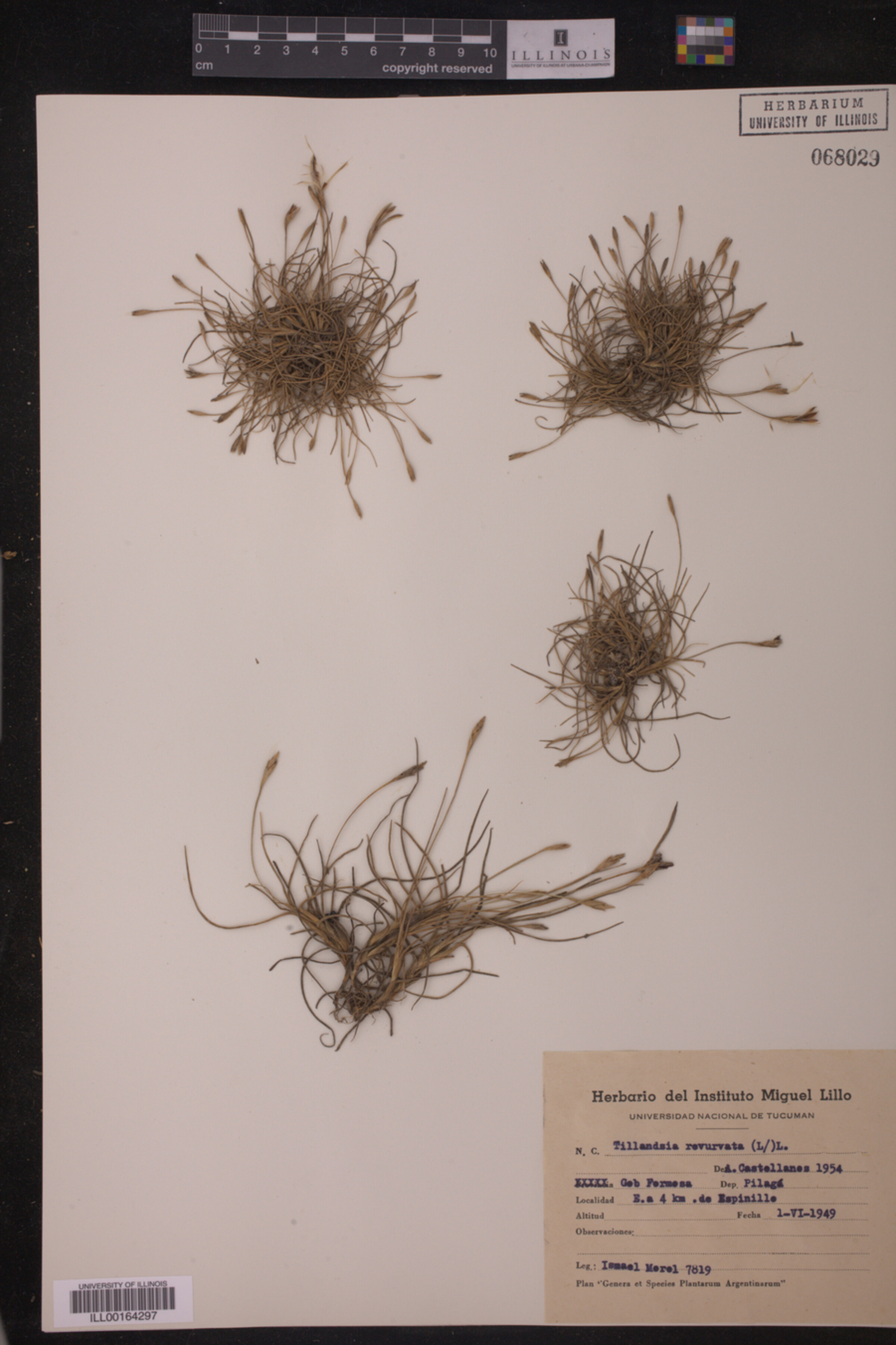 Tillandsia recurvata image