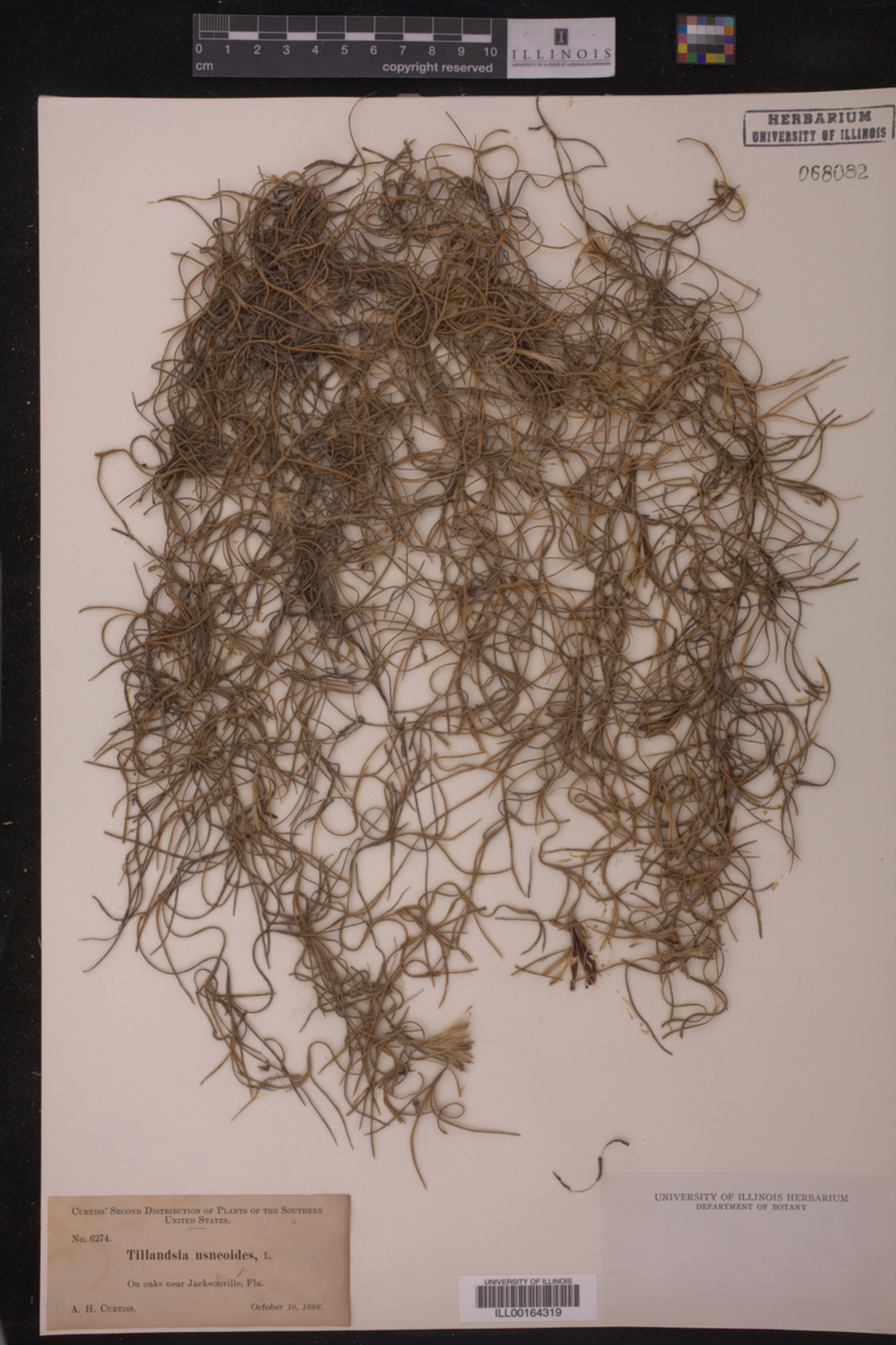 Tillandsia usneoides image