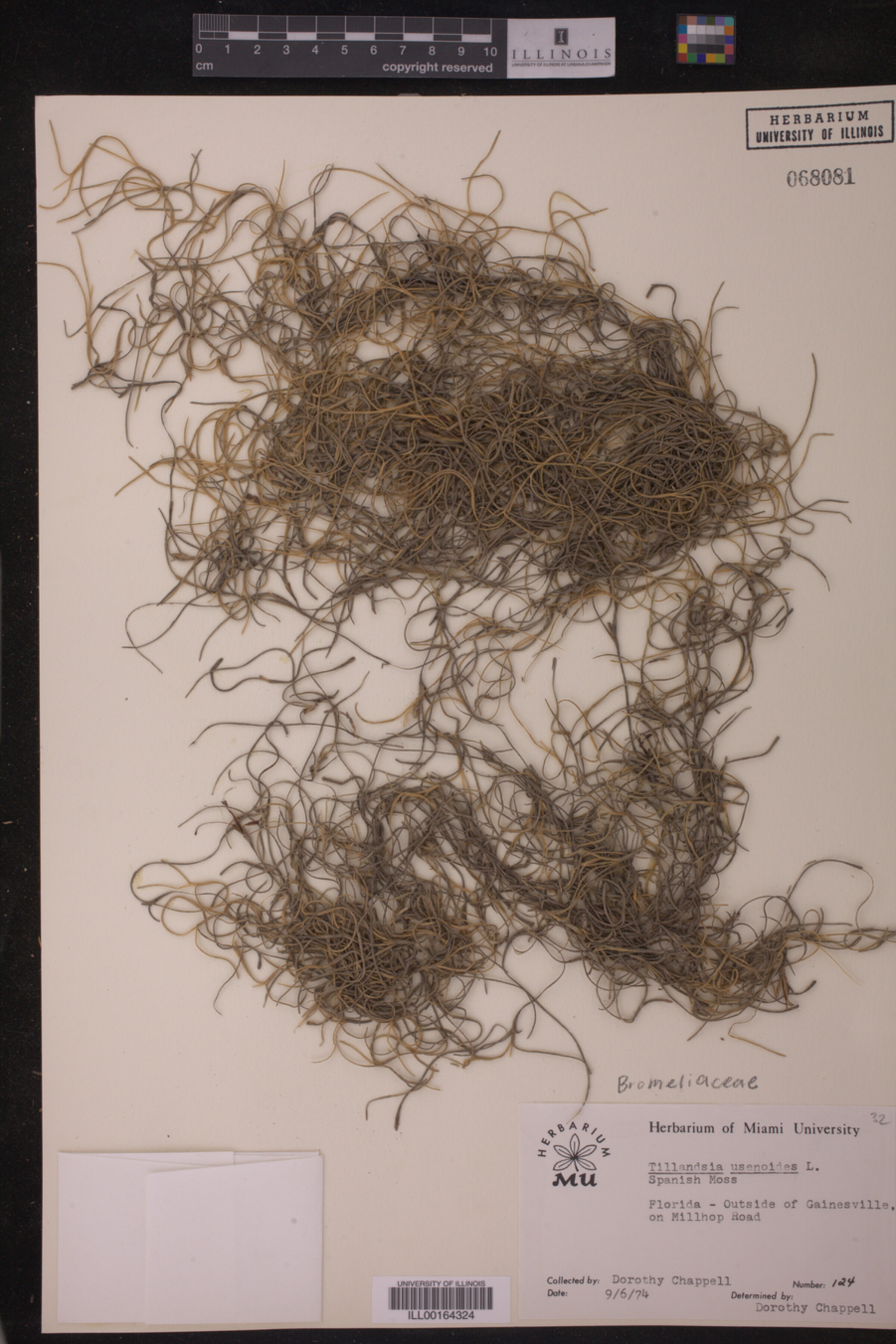 Tillandsia usneoides image