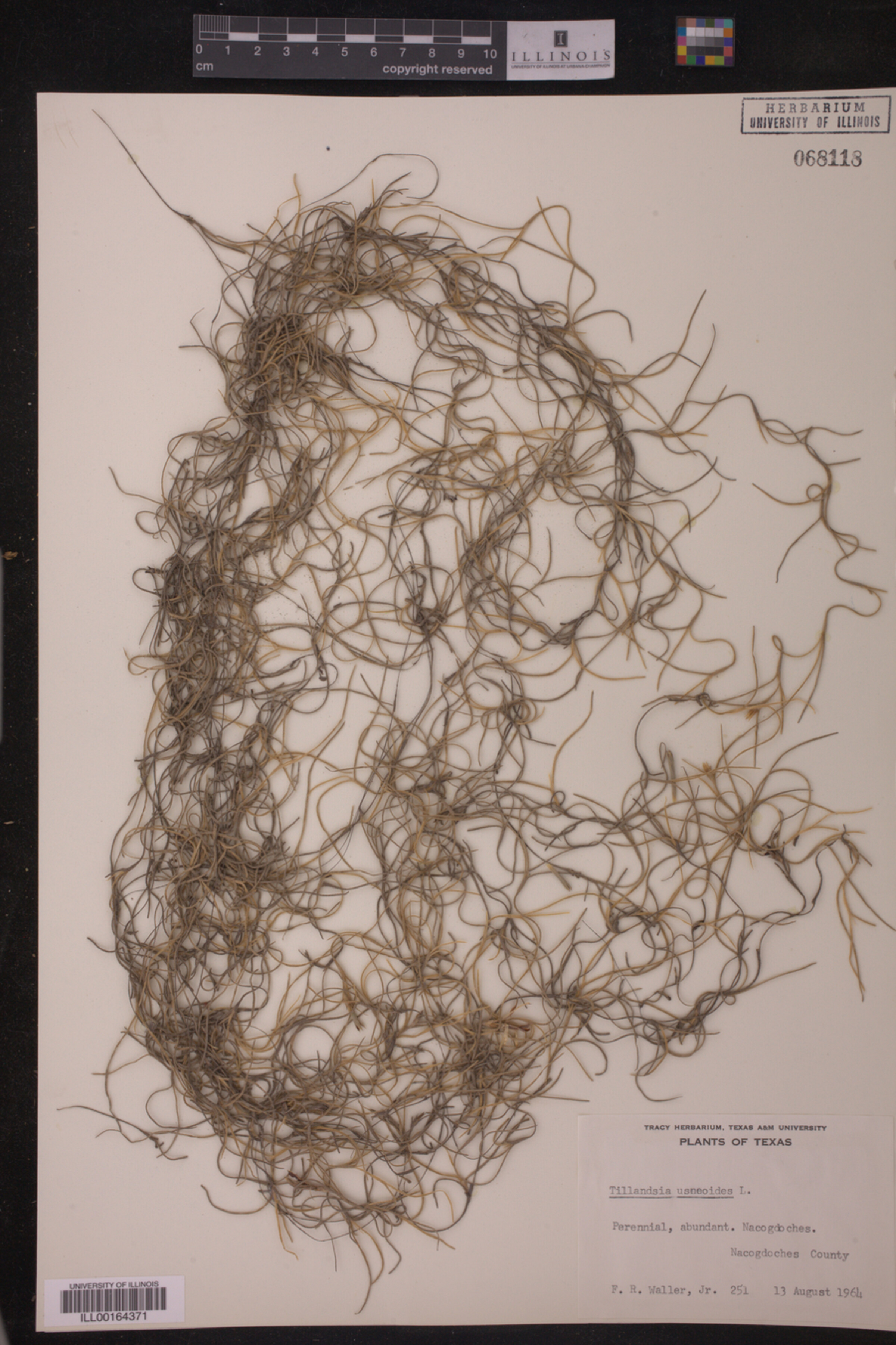 Tillandsia usneoides image