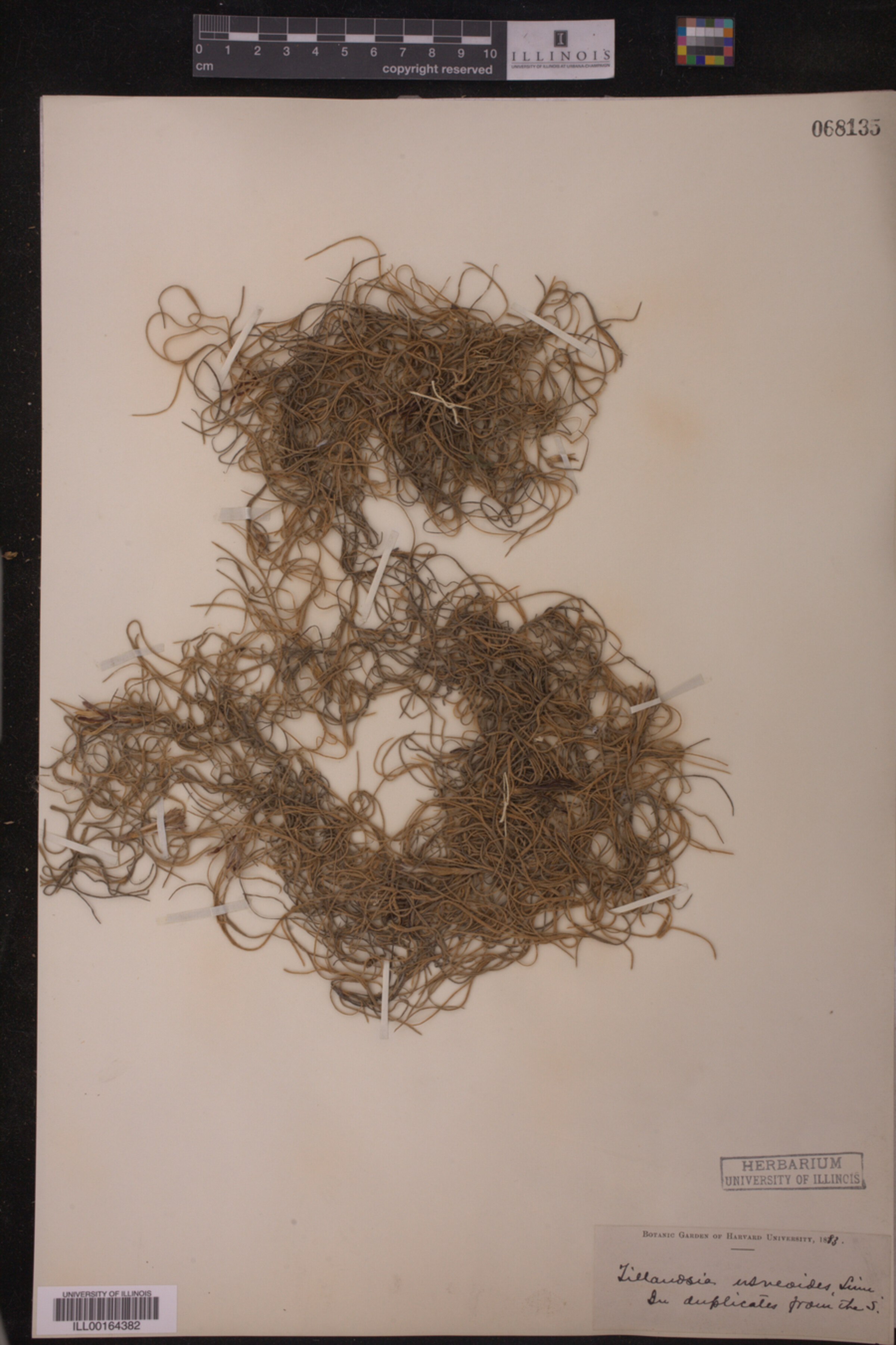 Tillandsia usneoides image